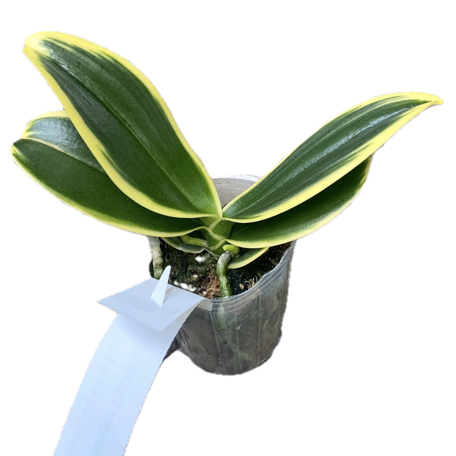 Phalaenopsis Sogo Yenlin 'Coffee’ (variegata)