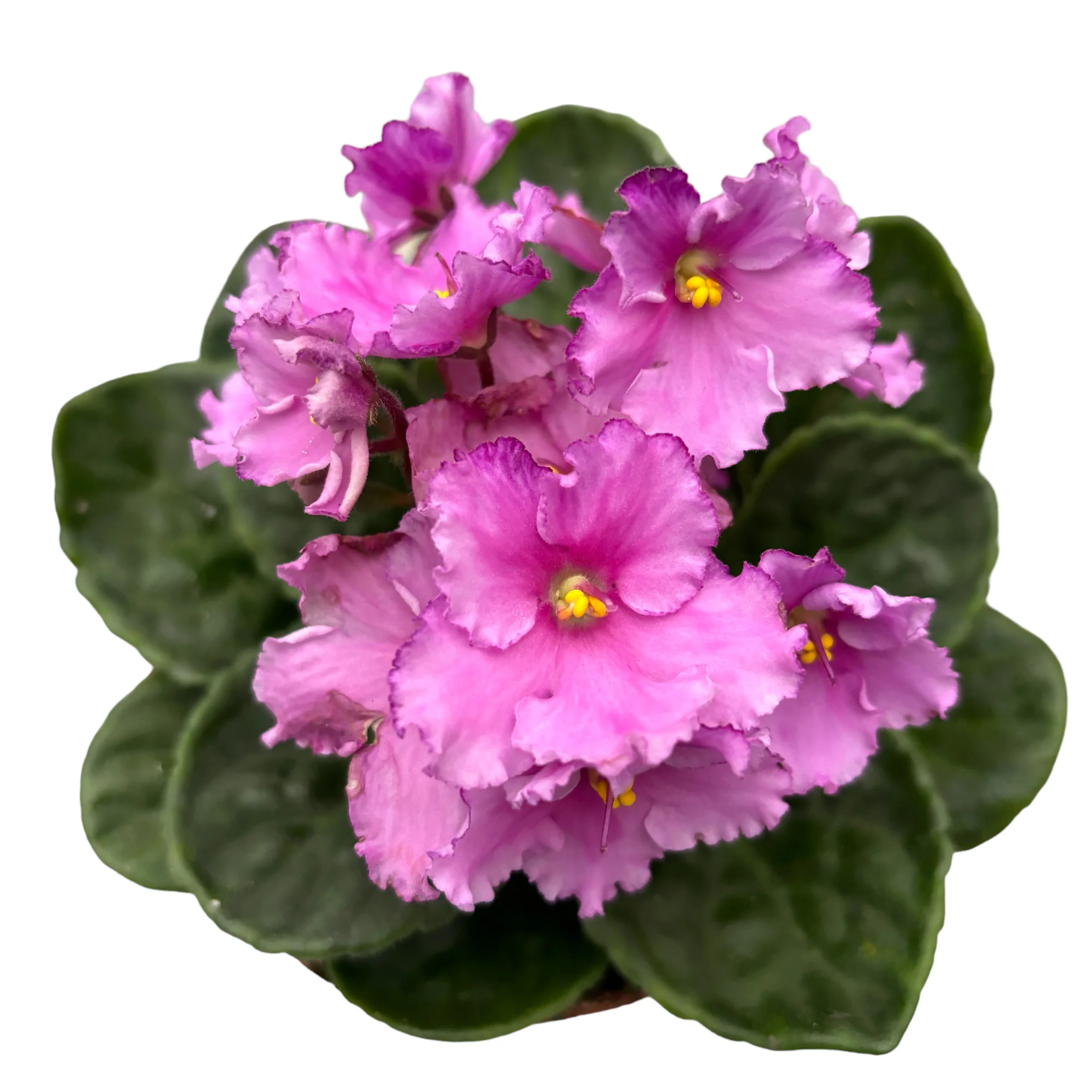 Saintpaulia – violete crete roz