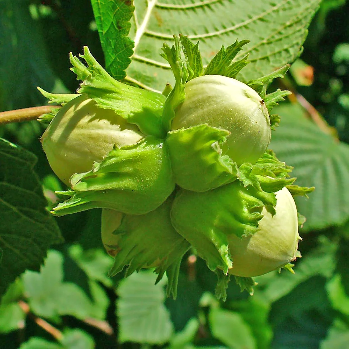 Corylus avellana 'Garibaldi’ (Hazelnut) – Alun productiv cu fructe mari si miez aromat