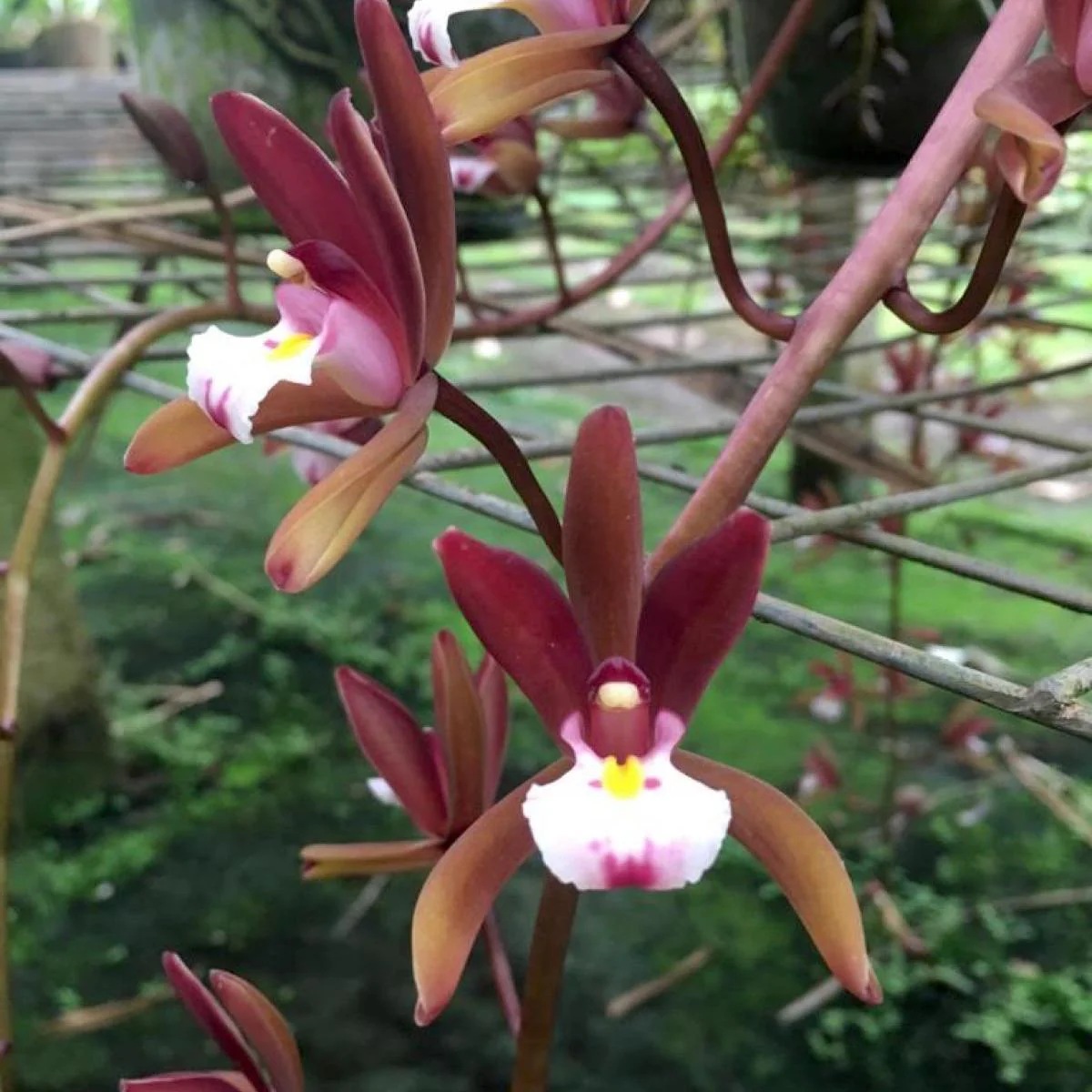 Cymbidium Atropurpureum (parfum de cocos)