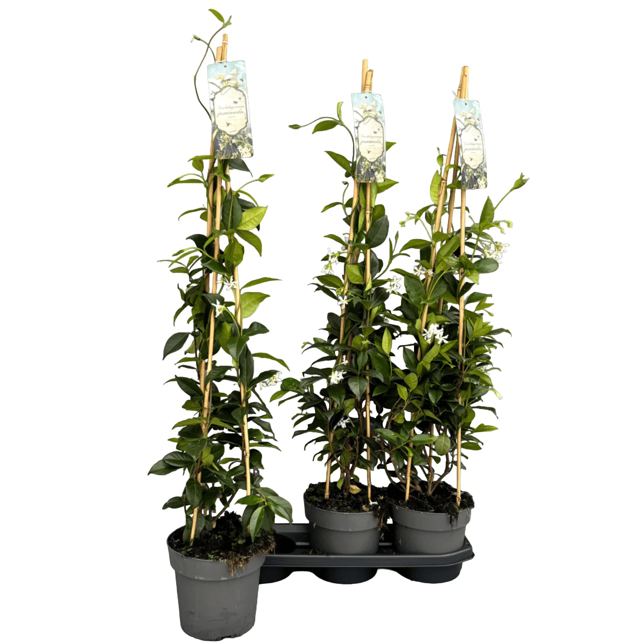 Trachelospermum jasminoides (Iasomie Stea parfumata) – exemplare XL