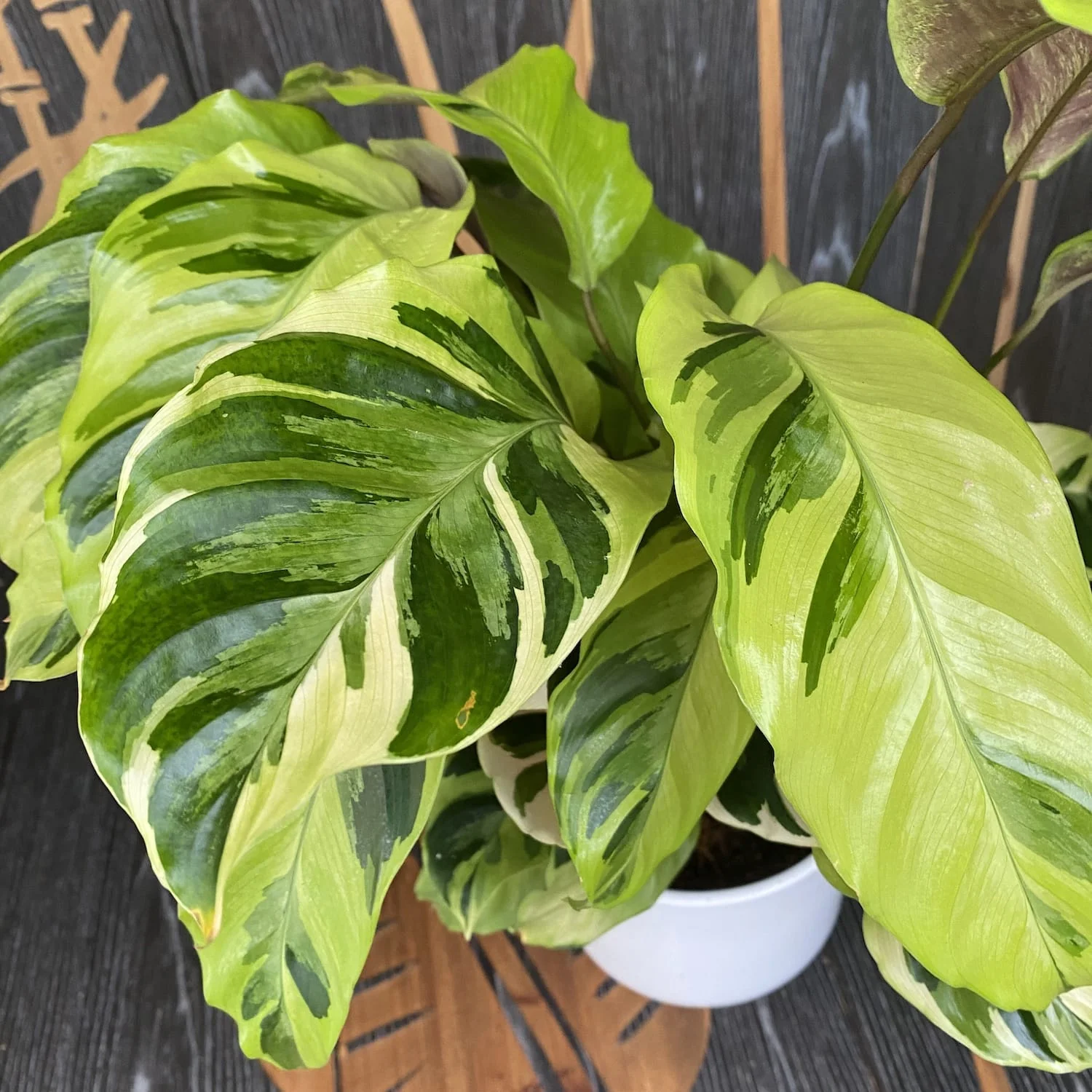 Calathea 'Yellow Fusion’