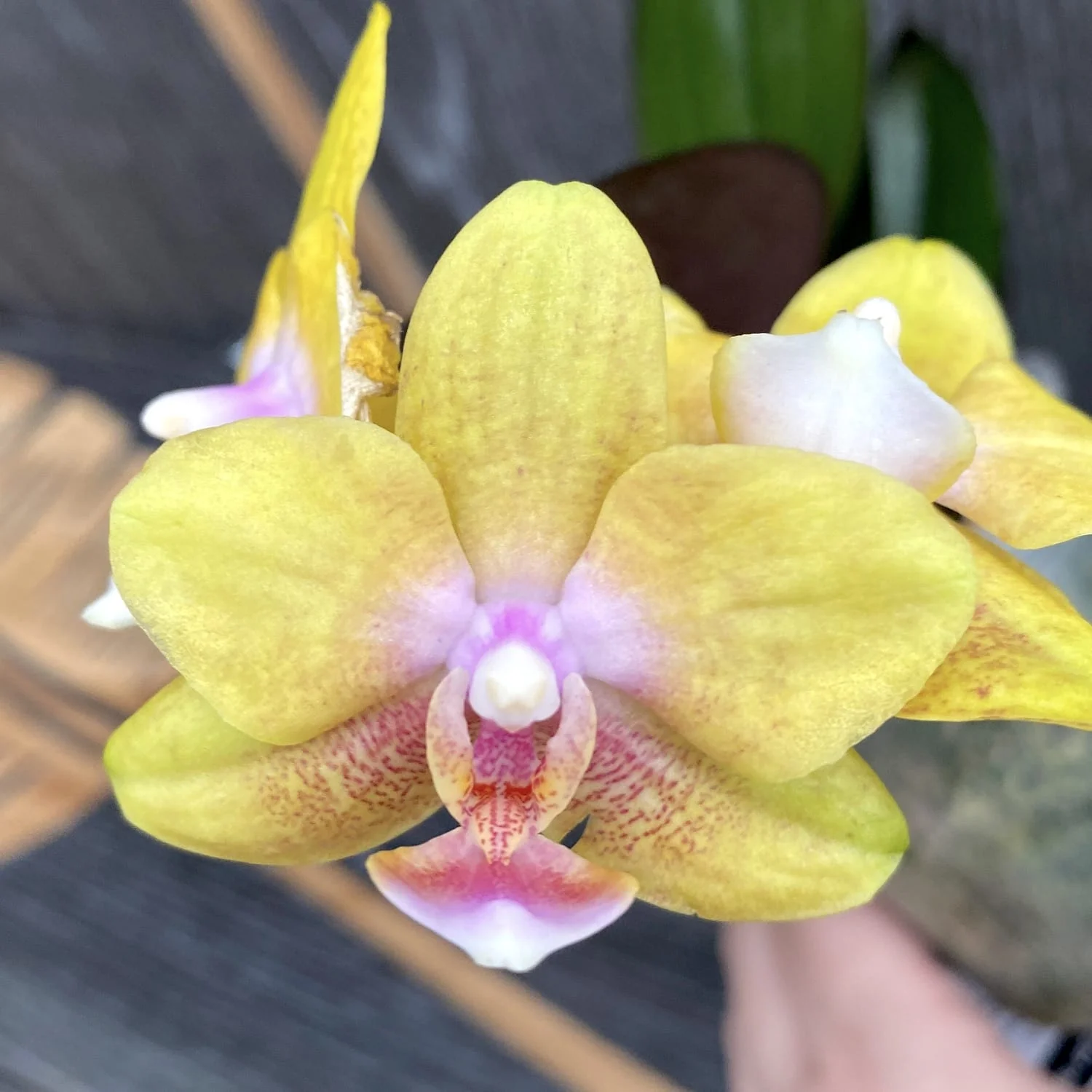 Phalaenopsis Yaphon Green Batman × Miki Black Bat (variation 05)