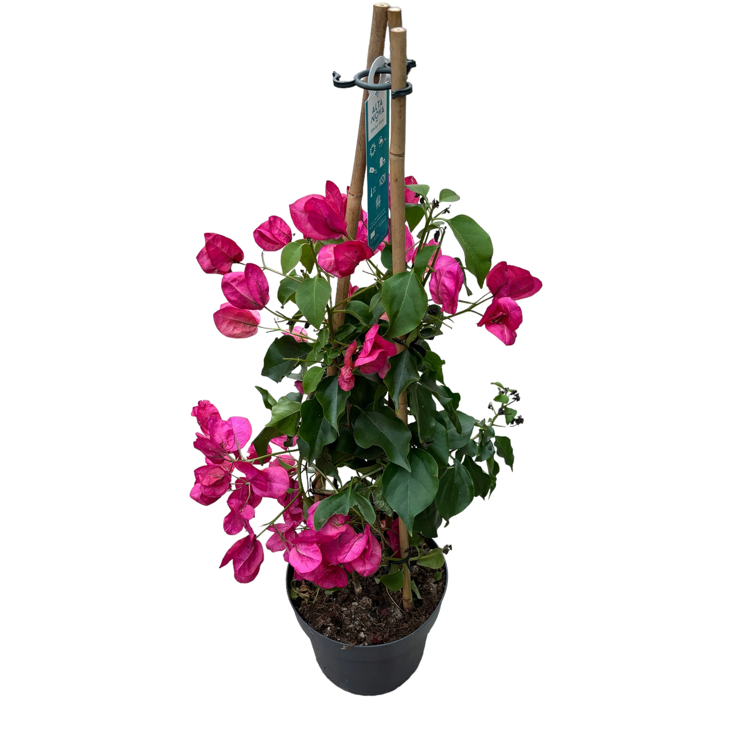 Bougainvillea 'Pink’ – floarea de hartie roz D15 (2 plante/ghiveci)