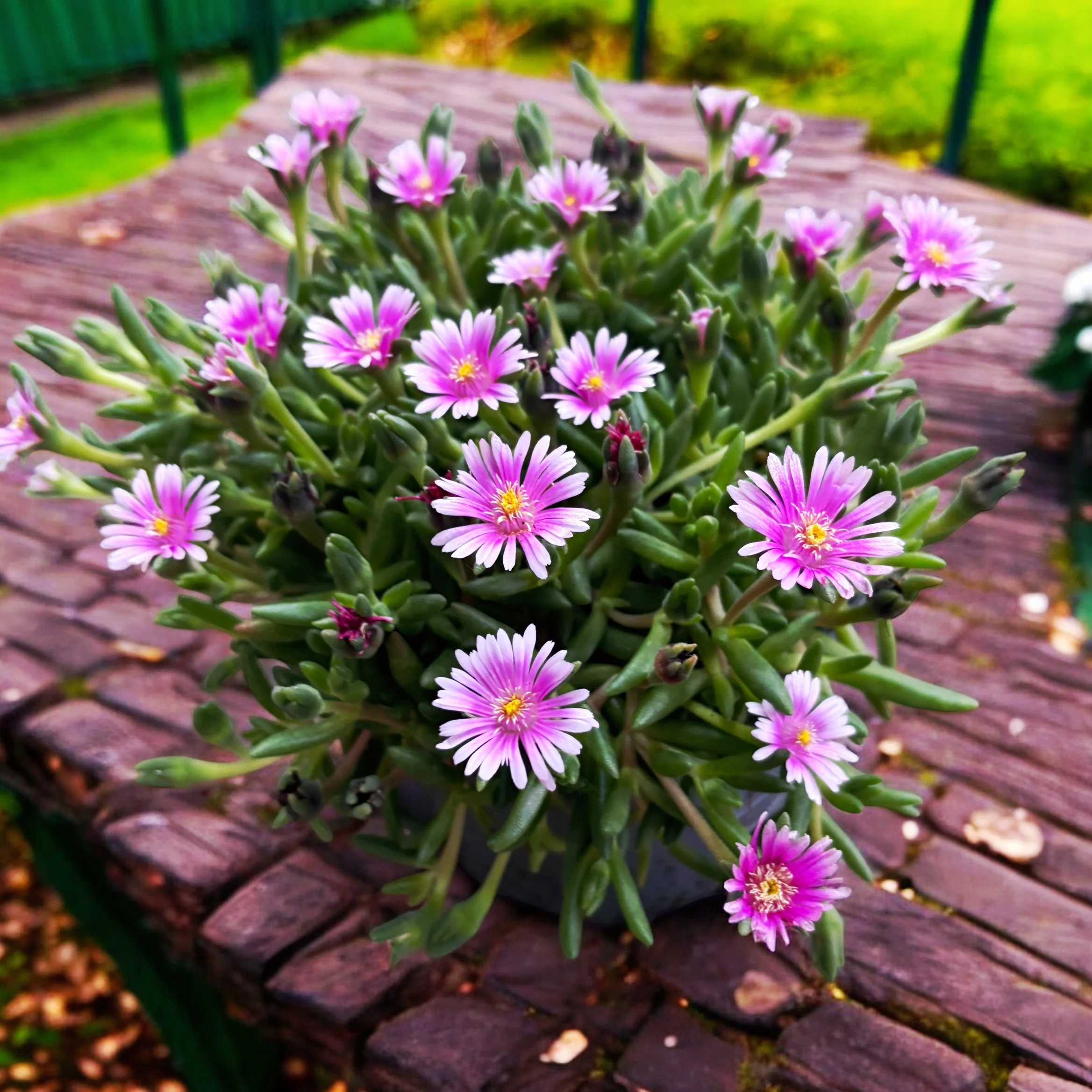 Delosperma cooperi 'Lido Pink’ (floarea de gheata, floarea de cristal roz)