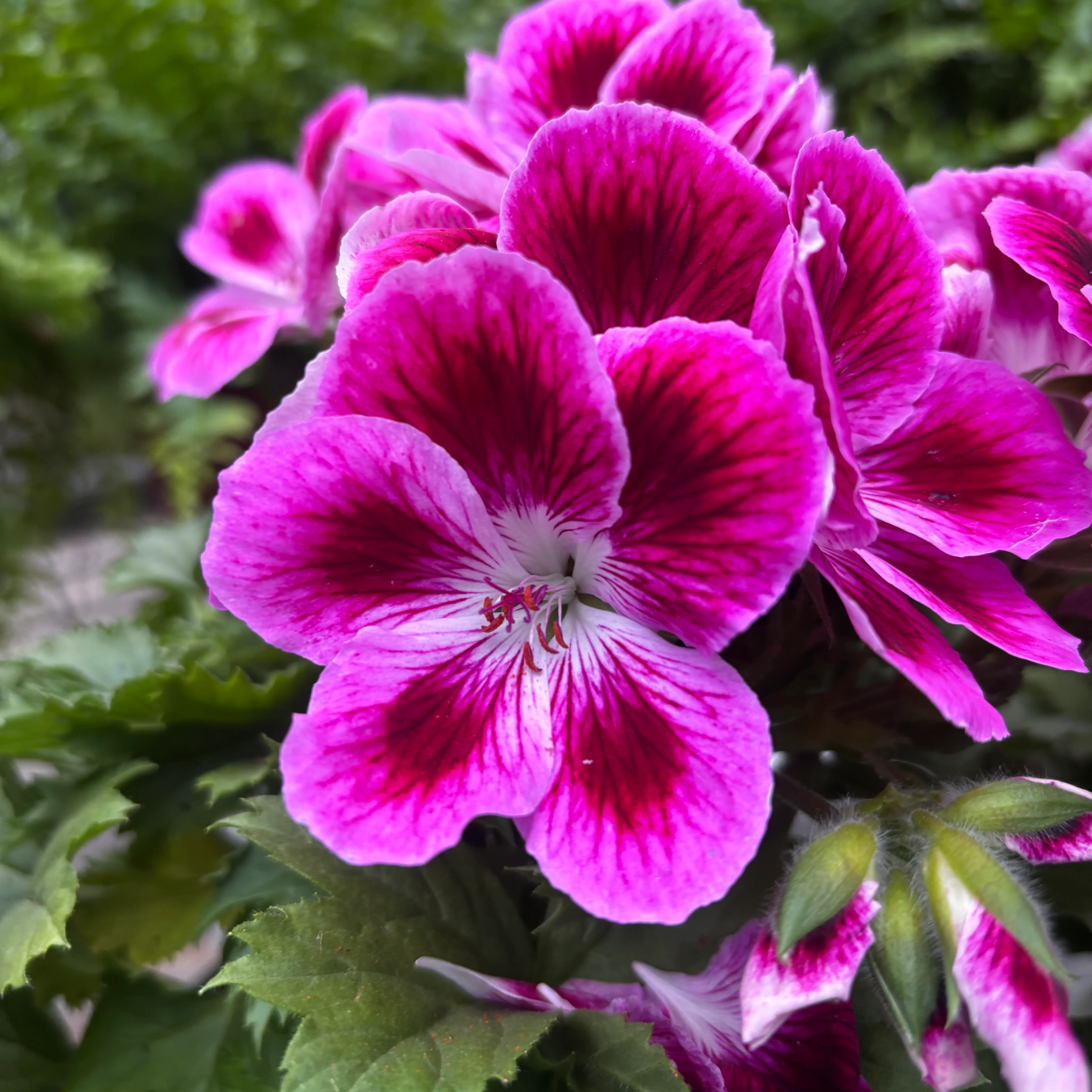 Pelargonium Grandiflorum Elegance Loes – muscate englezesti