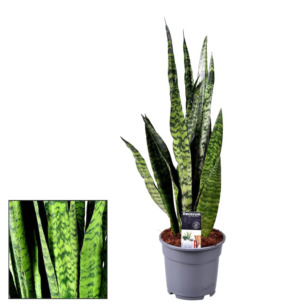 Sansevieria zeylanica H90 cm