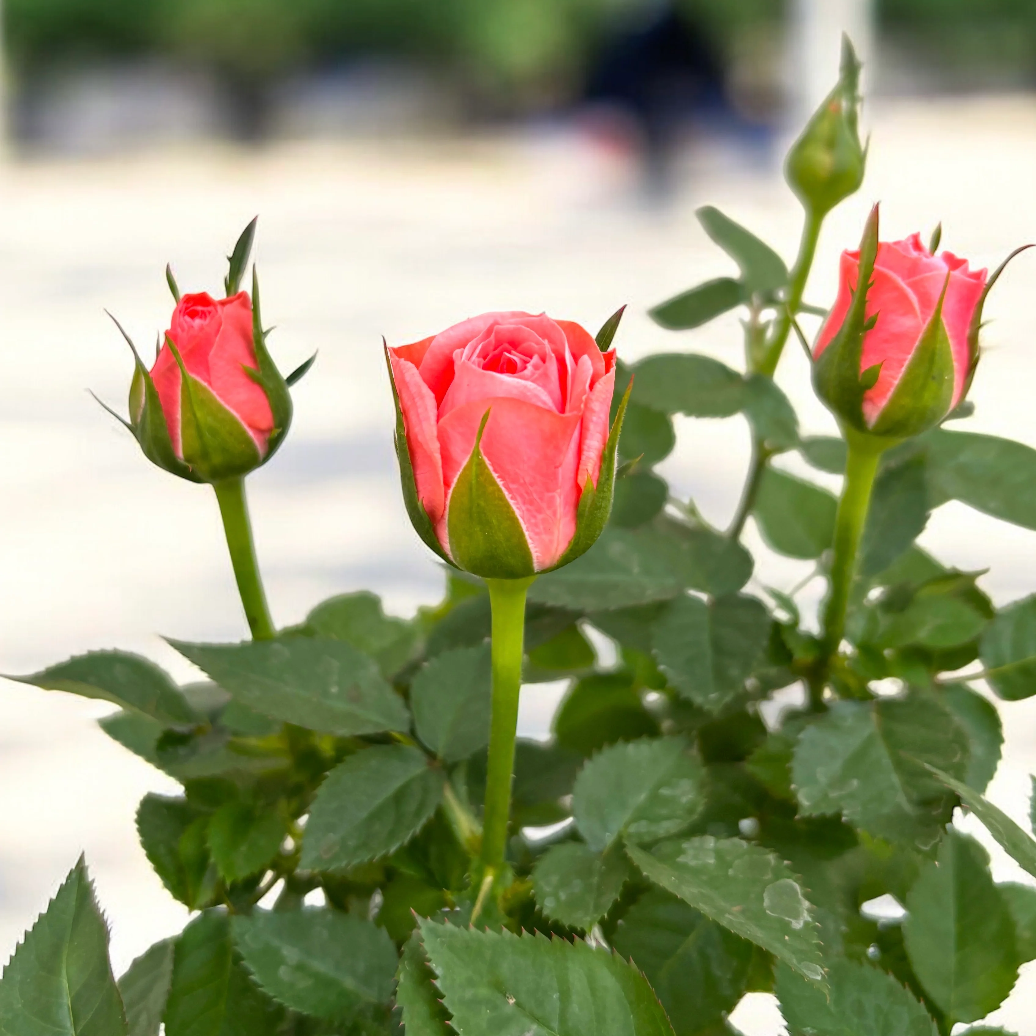 Trandafiri pitici de gradina – Rosa 'Aloha Kordana’ (3 plante/ghiveci)