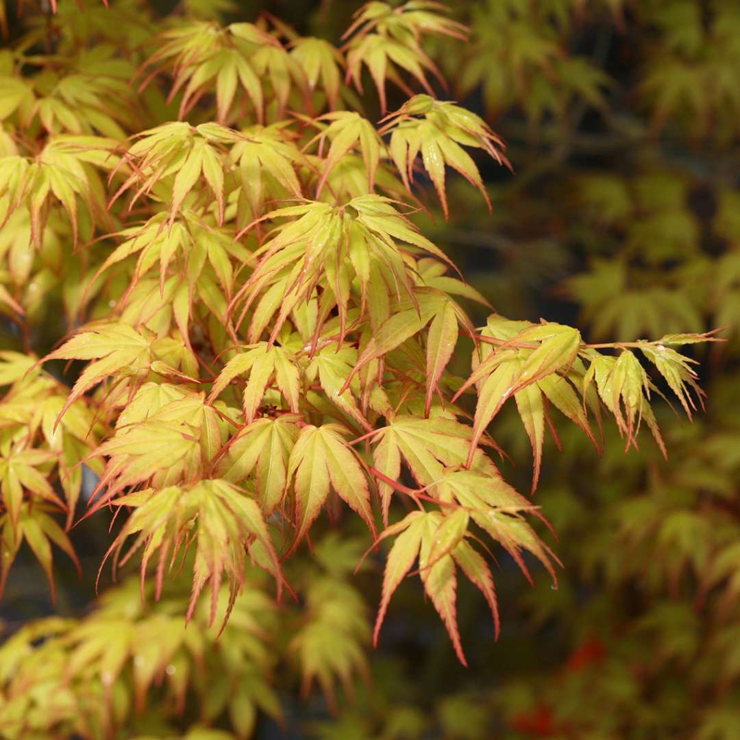 Acer palmatum 'Katsura’ (artar japonez auriu)