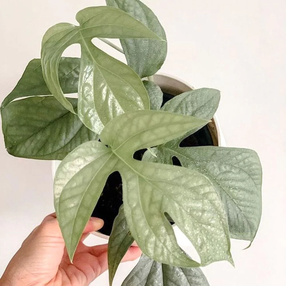 Amydrium medium 'Silver Spiderman’ (Spiderman Monstera Silver) – babyplant