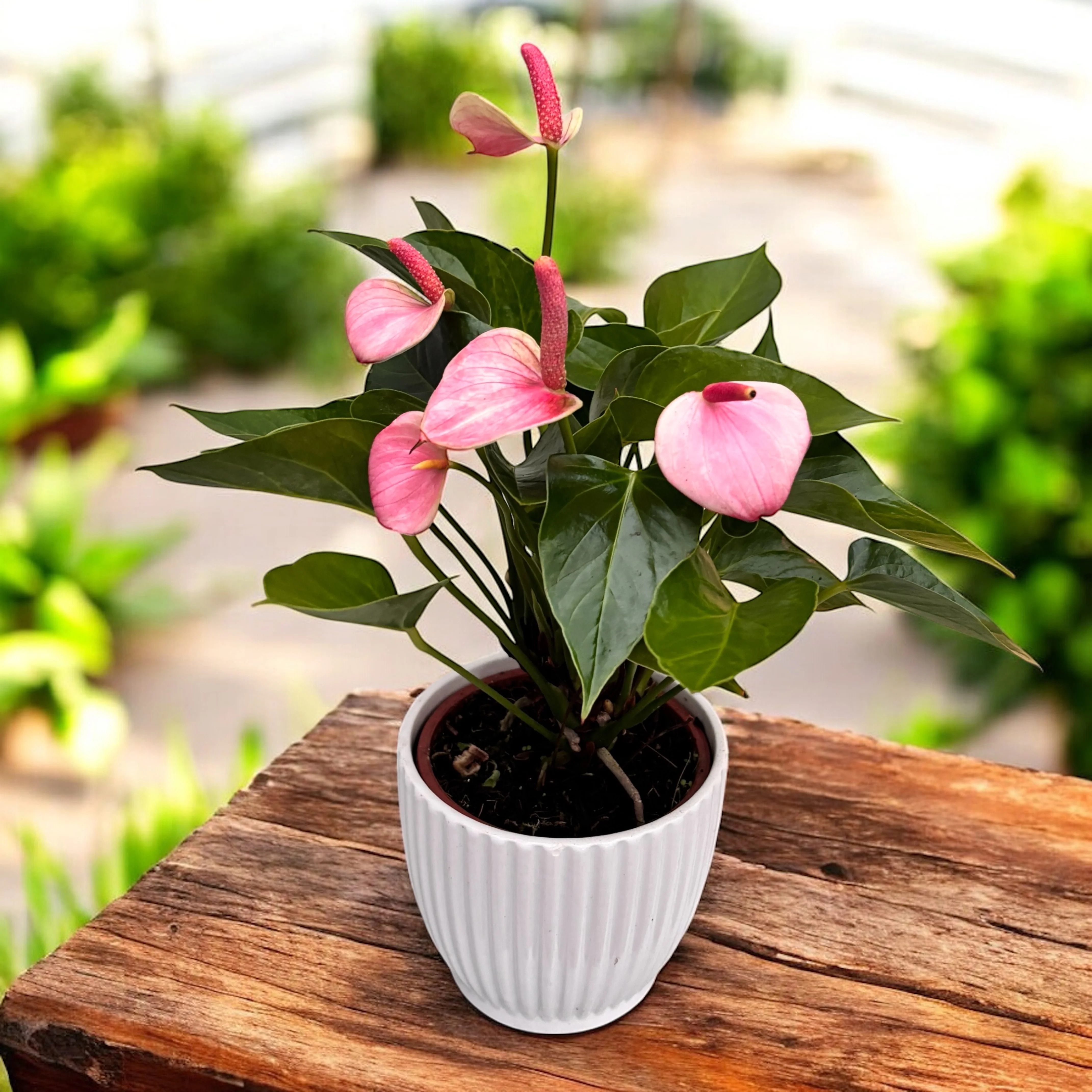 Anthurium 'Sugar Bouquet’– rafinament tropical in nuante de roz perlat