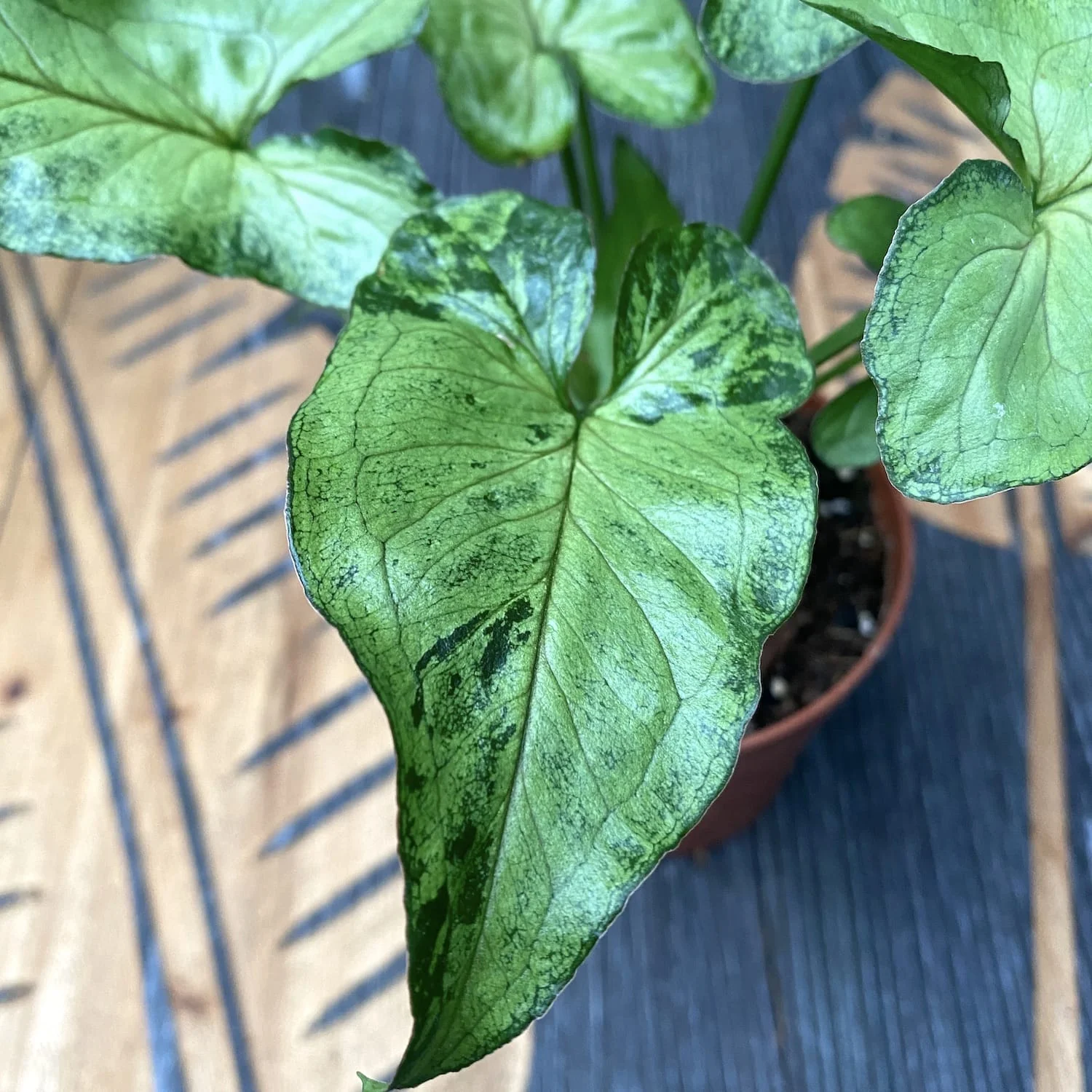 Syngonium 'Green Splash’ D10
