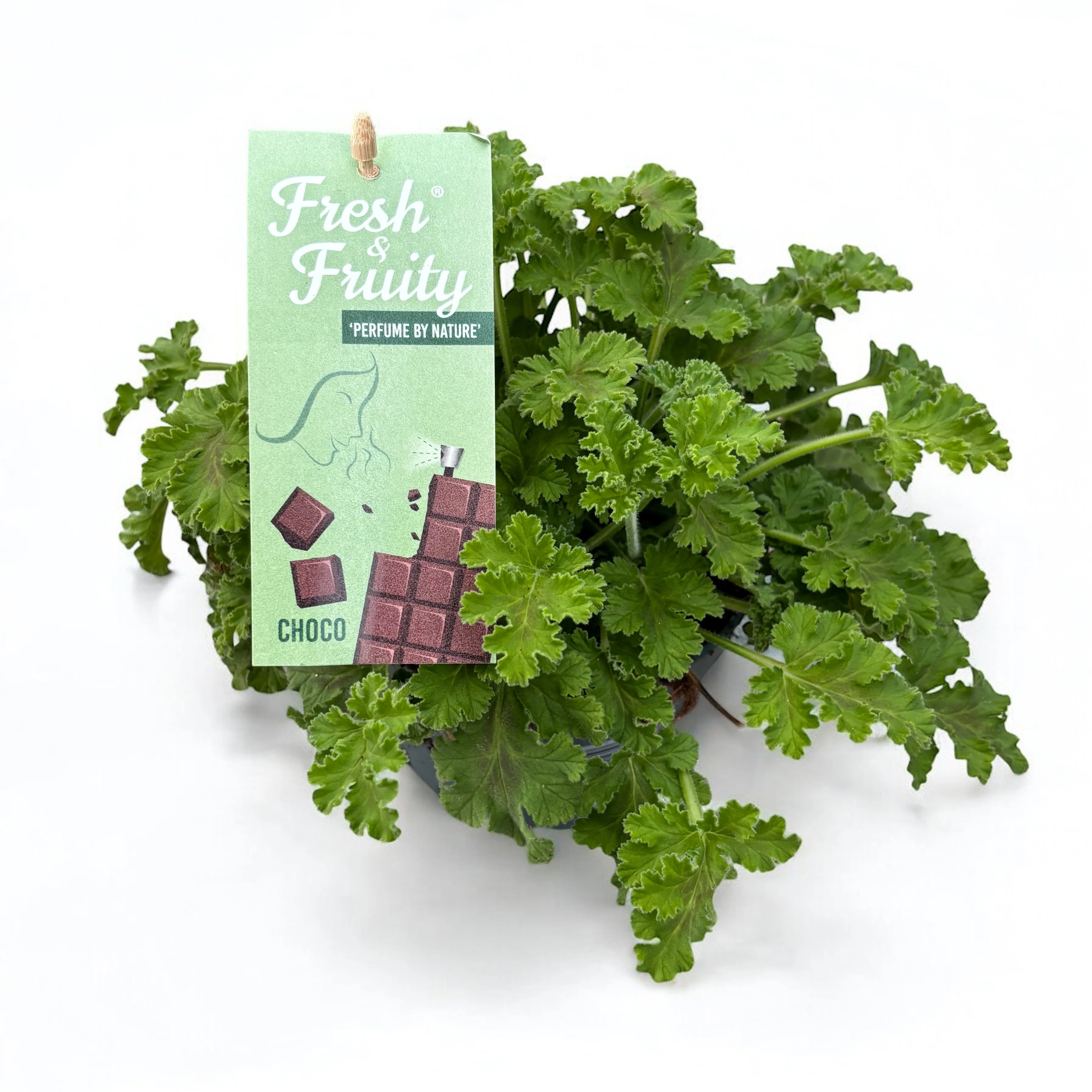Muscate parfumate – Scented Geranium (parfum de ciocolata)