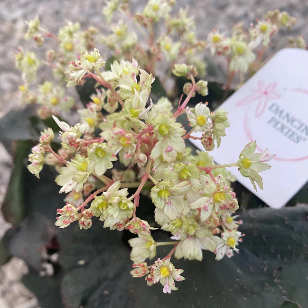 Saxifraga cortusifolia 'Dancing Pixies’ – flori galbene