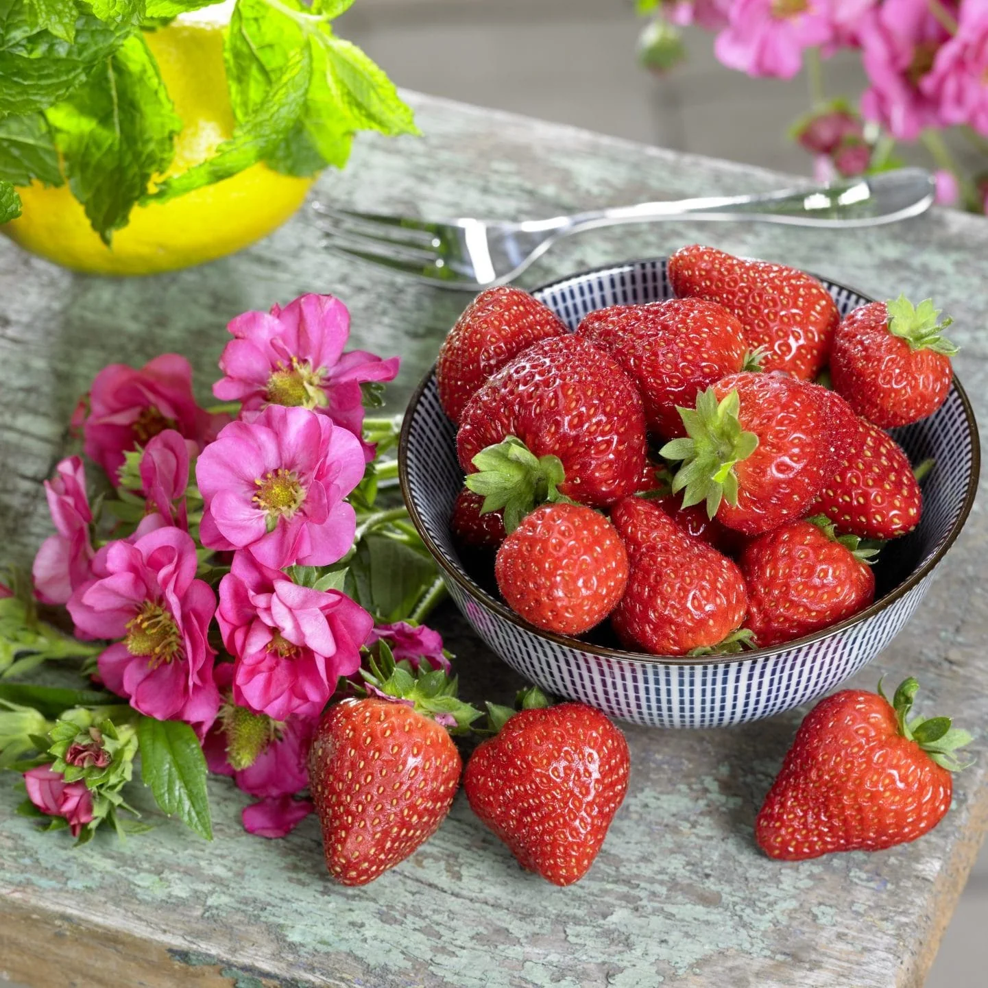 Capsun remontant – Fragaria x ananassa 'Roman’ (’Cherry Blossom’, 'Pink Summer Breeze’)