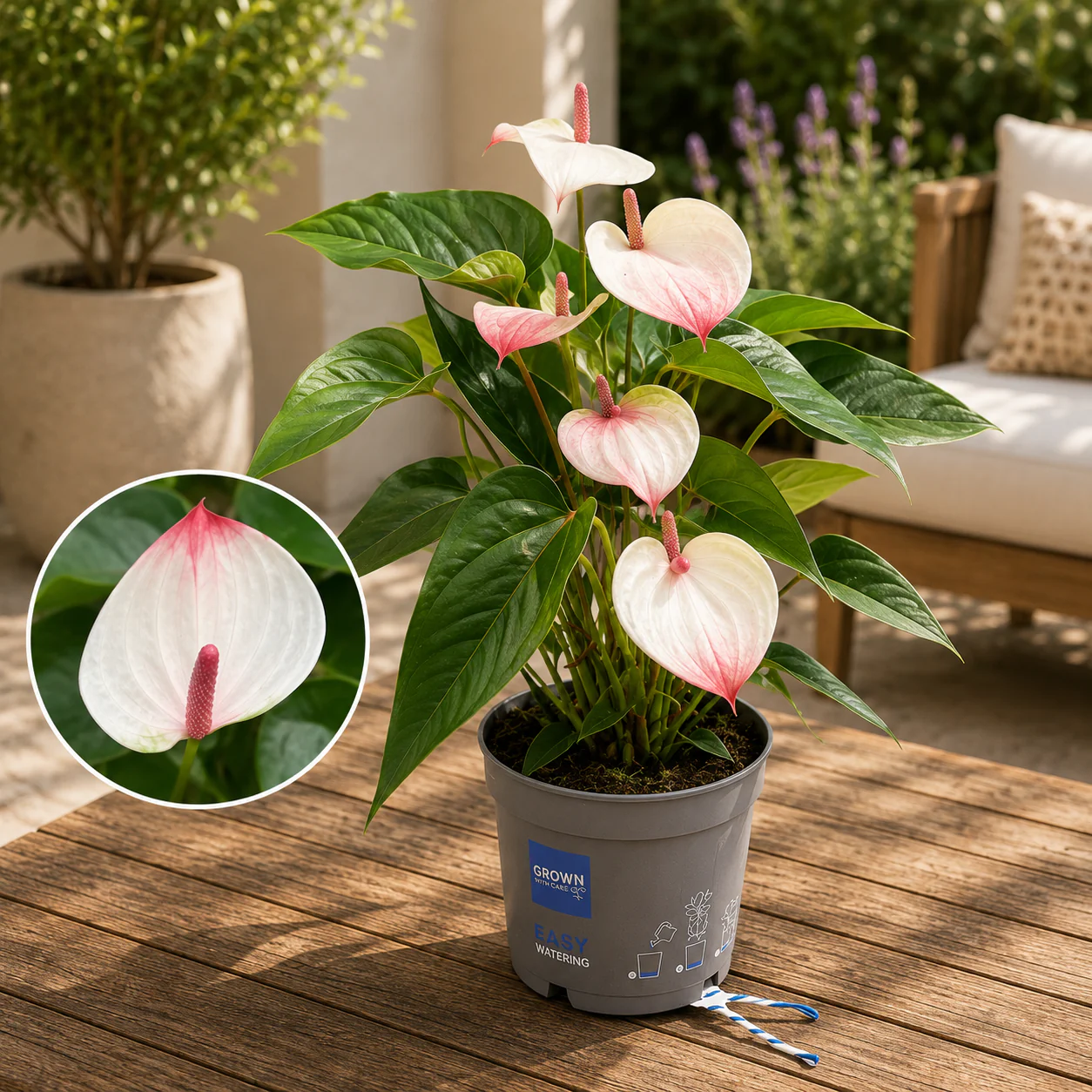 Anthurium 'Karma Lipa Pink ’