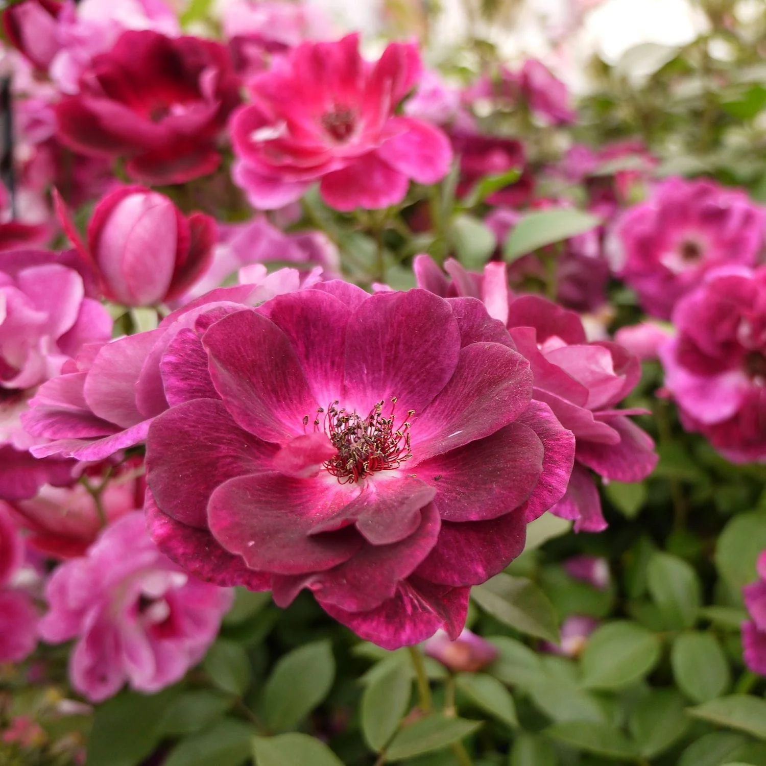 Rosa 'Burgundy Ice’® – Trandafir floribunda, parfum si culoare intensa
