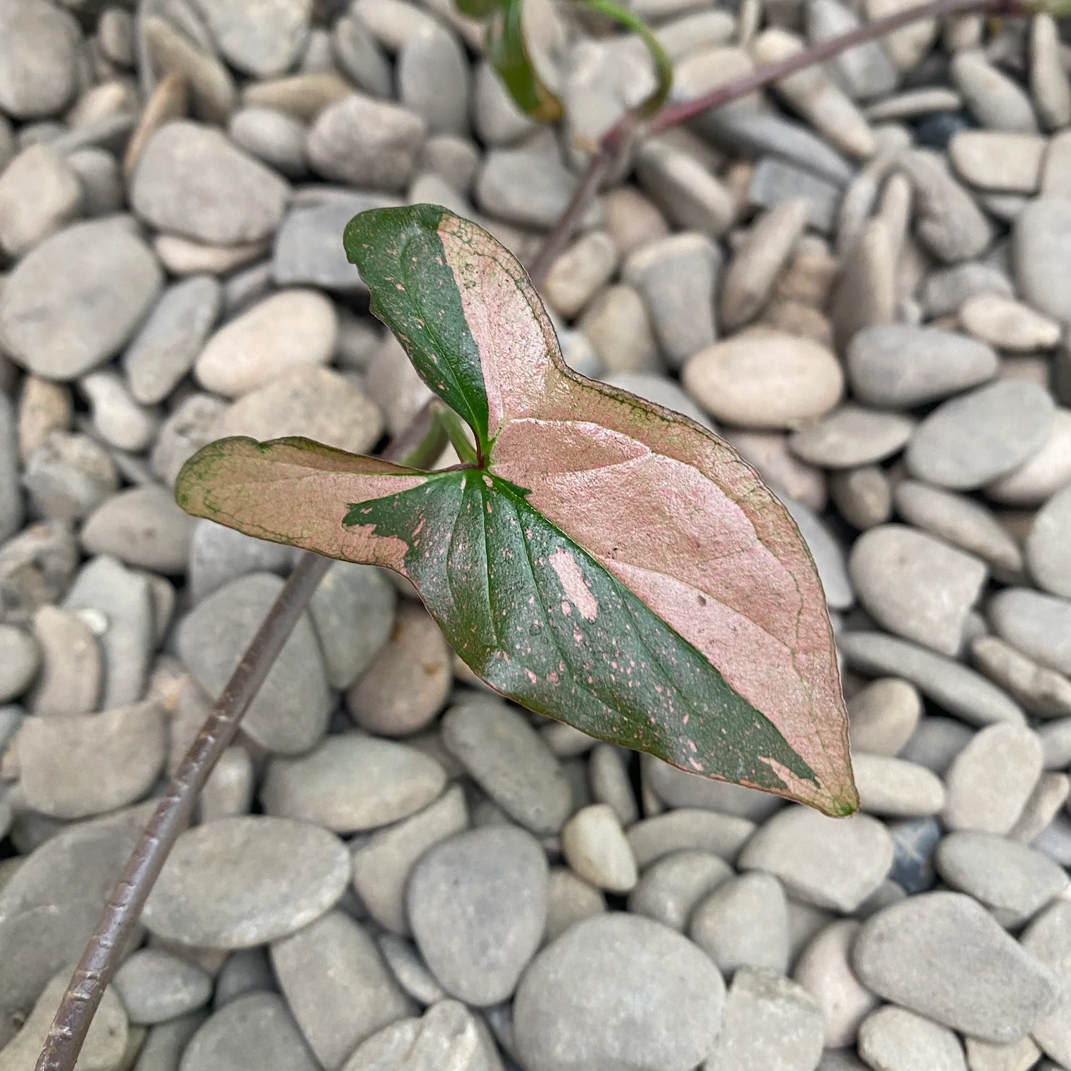 Cuttings Syngonium podophyllum 'Red Spot’ (Pink Splash) (neinradacinat)