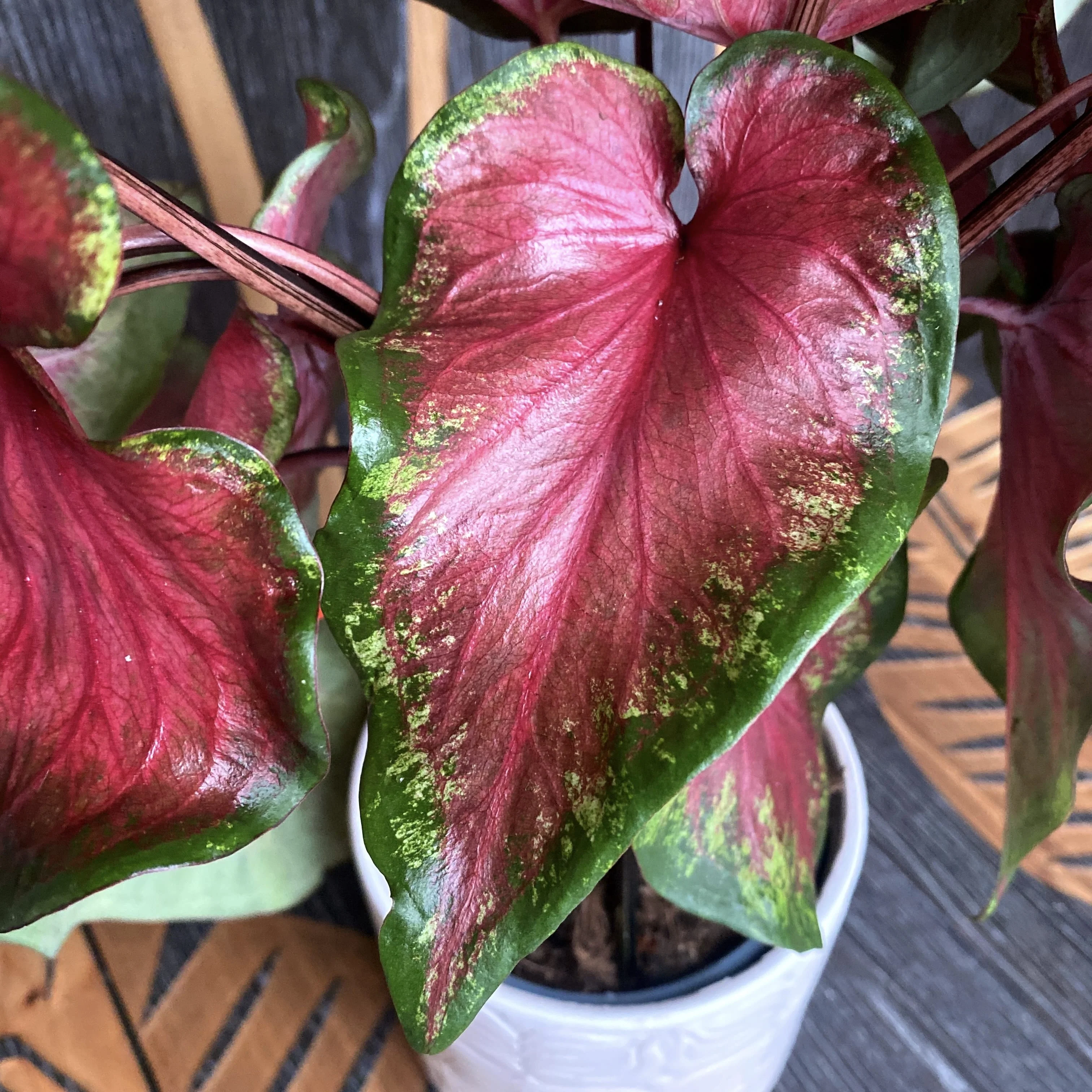 Caladium 'Rosemary’