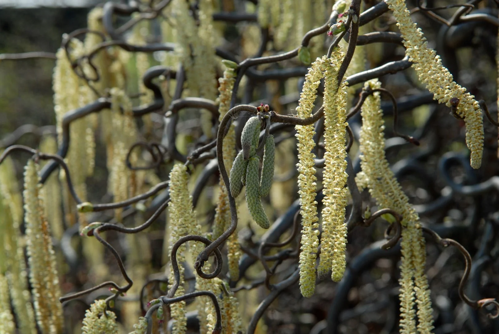 Corylus avellana 'Contorta’ (Alun contorsionat, Alun carliontat)