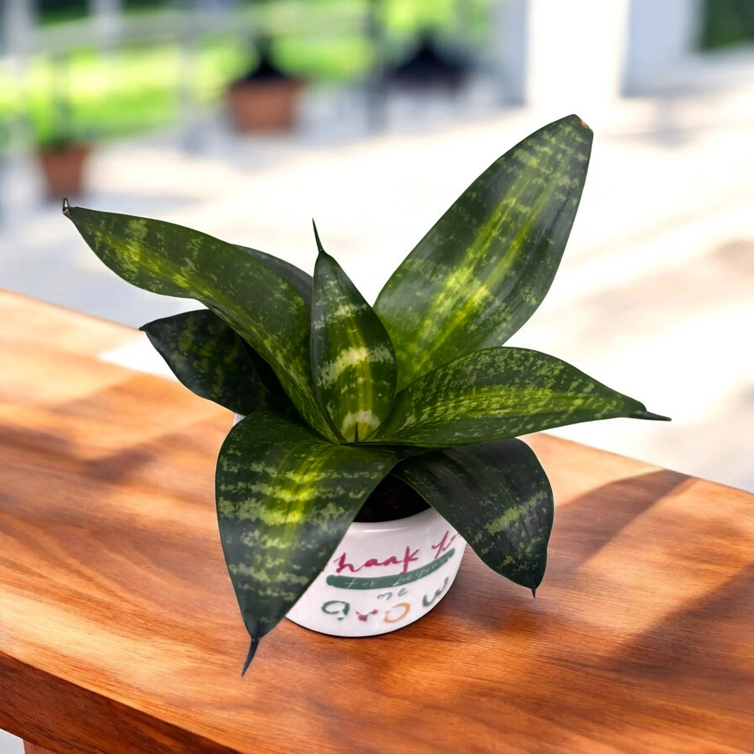 Sansevieria ‘Tiger Star’ – sansevieria compacta cu frunzis tigrat