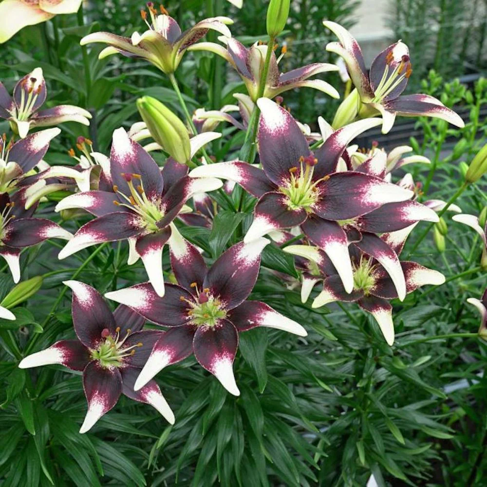 Bulbi de crini asiatici Lilium Netty’s Pride (2 bulbi)