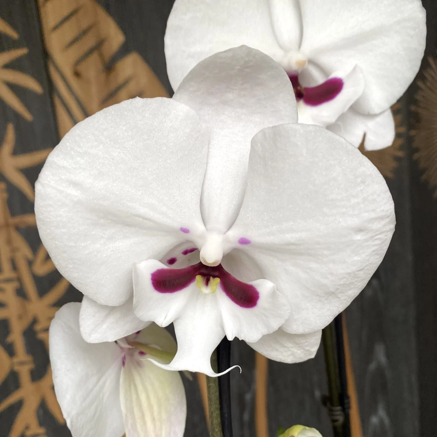 Phalaenopsis Younghome Gentleman 'Moustache’ (Reyoung Prince) – big lip