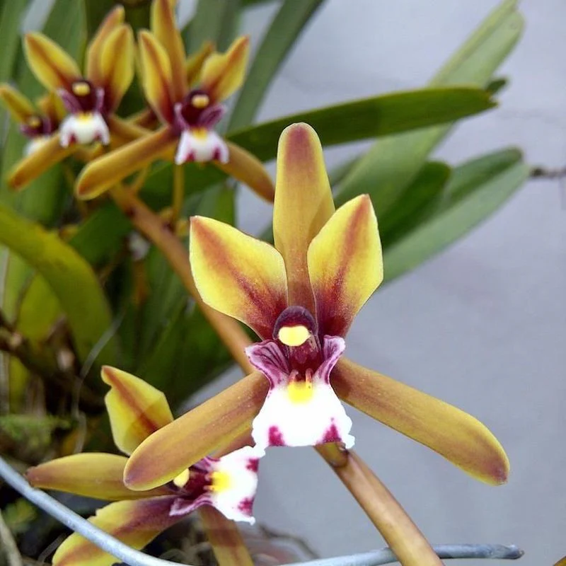 Cymbidium Finlaysonianum parfumat