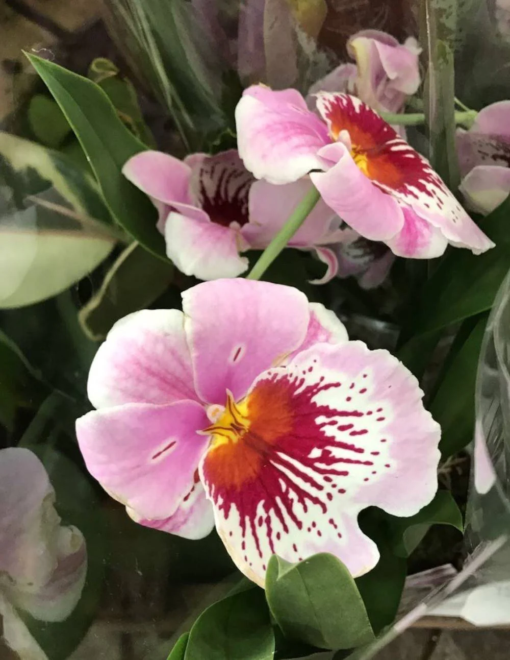 Orhidee Miltoniopsis roz parfumata Maui Mist Golden Gate