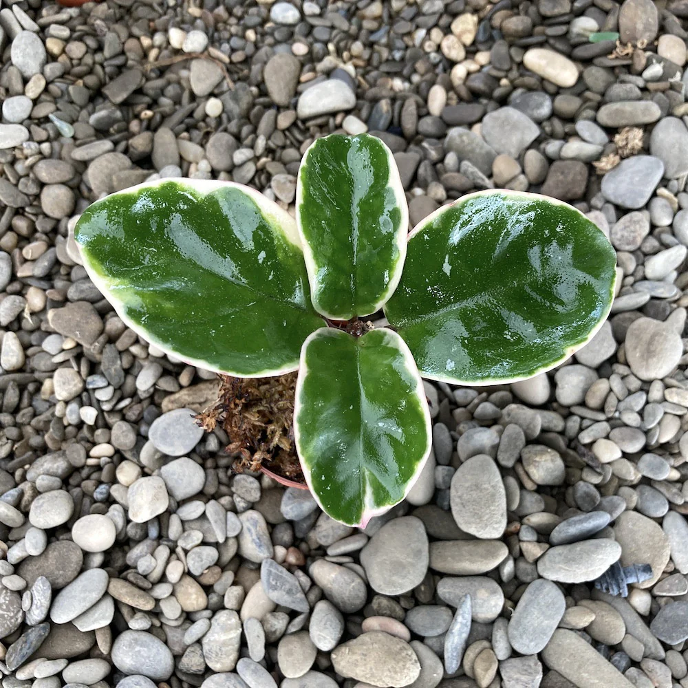 Hoya 'Chelsea’ variegata