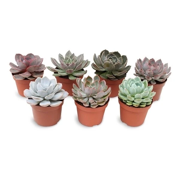 Echeveria mini mix