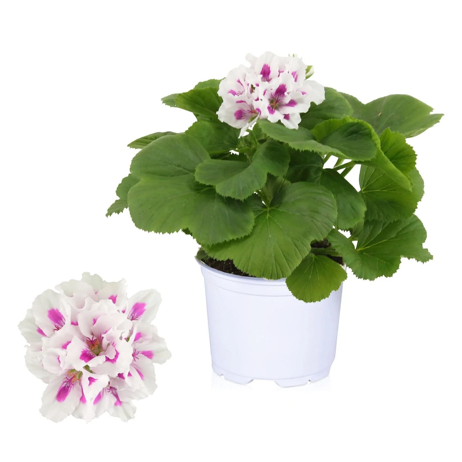 Pelargonium Grandiflorum 'Royalty White’ (muscate englezesti)