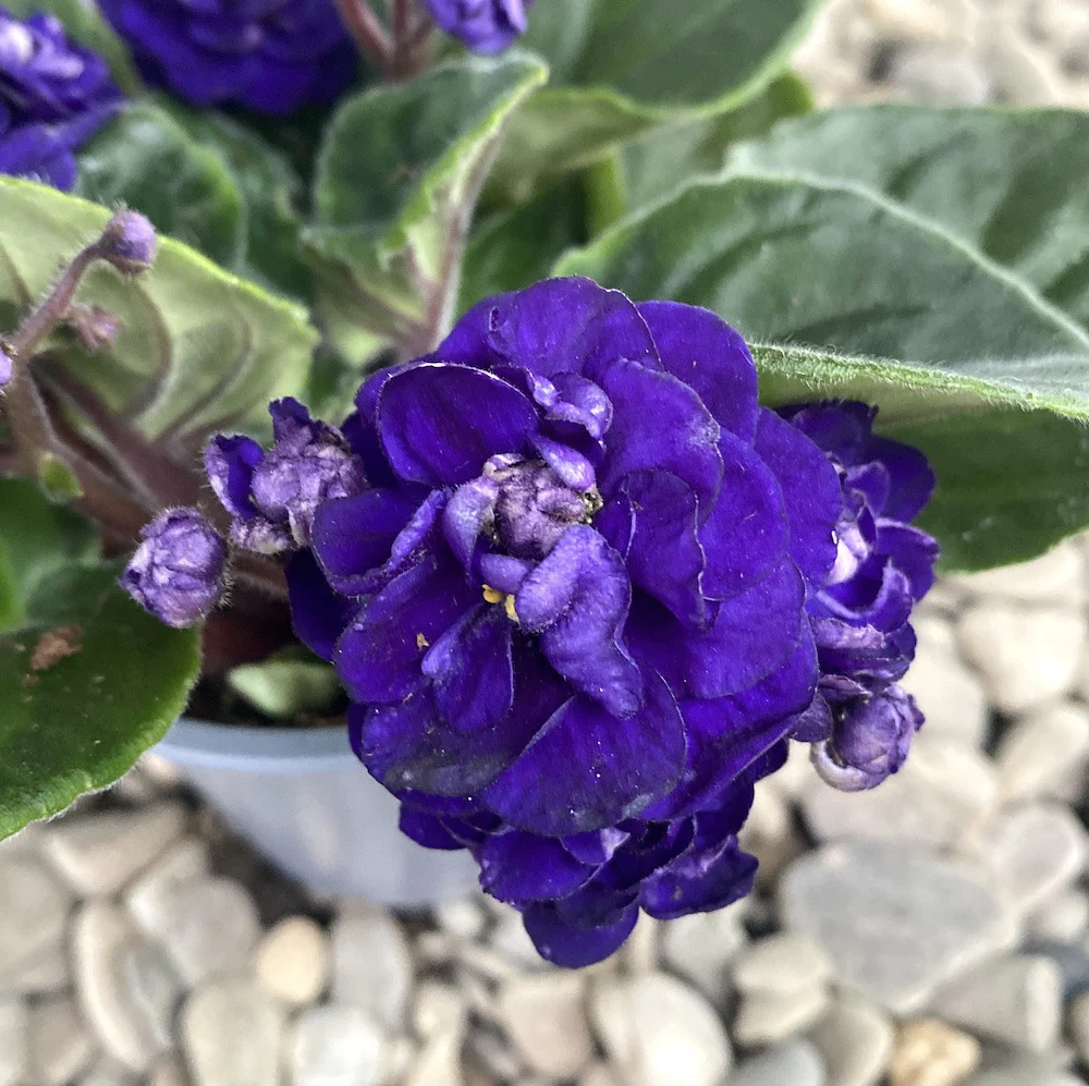 Saintpaulia Rosanne Meike – violete cu flori duble mov