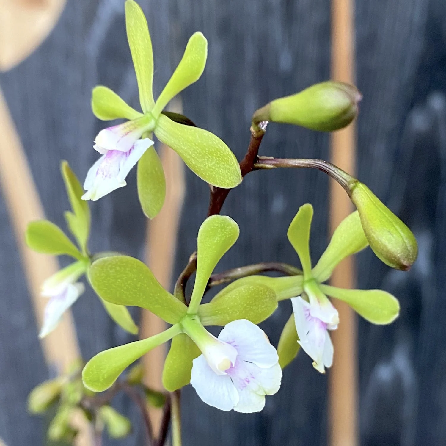Epidendrum Floribundum – flori parfumate