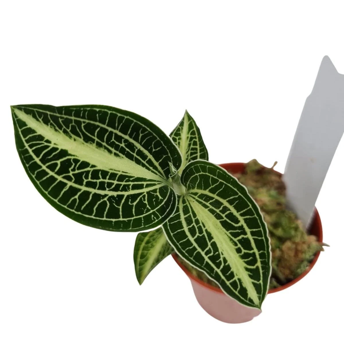 Anoectochilus siamensis 'White Center Green’ (Jewel Orchid)