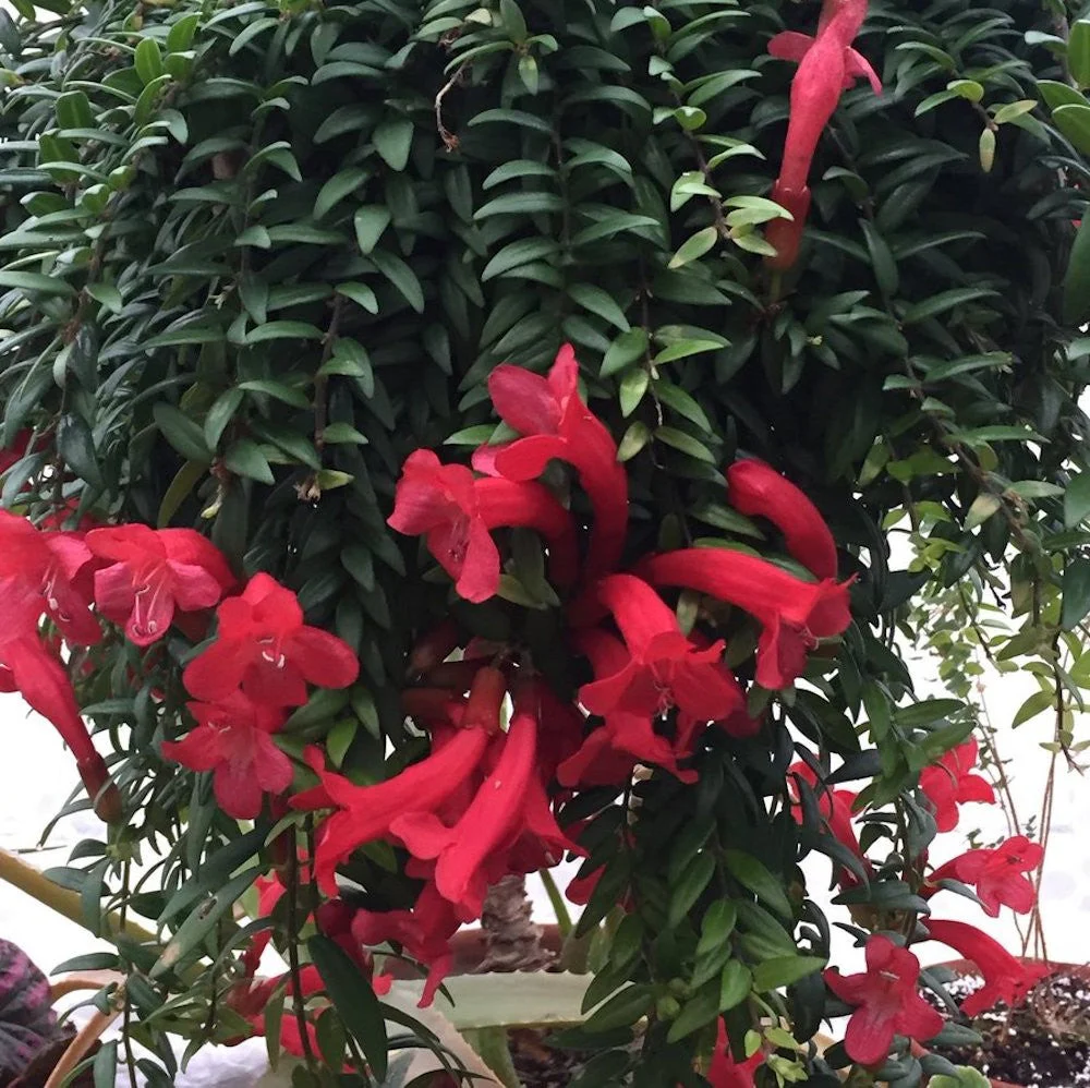 Aeschynanthus 'Japhrolepis’ (Lipstick plant) 2-3 plante/ghiveci