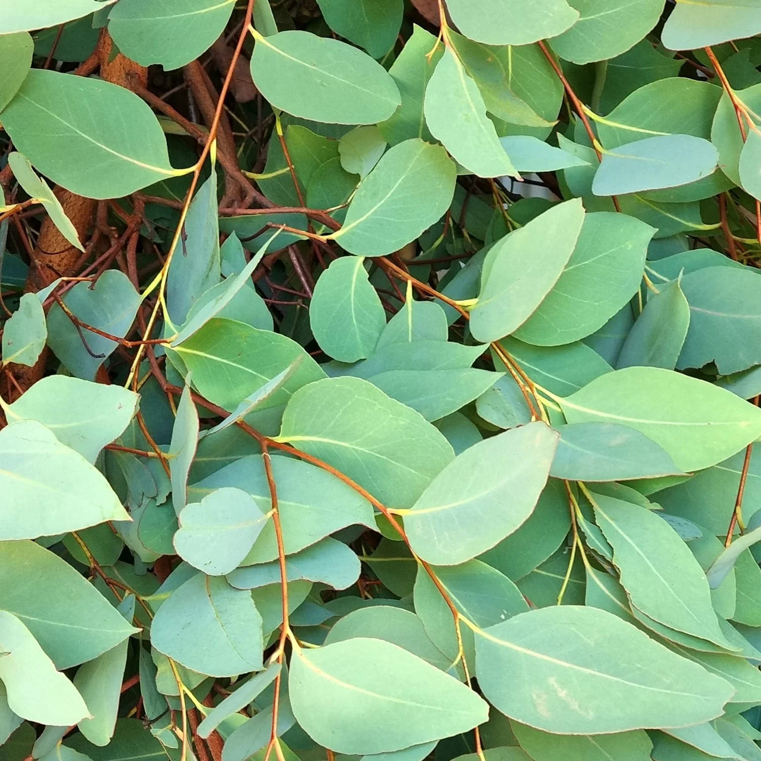 Eucalipt – Eucalyptus dalrympleana (Mountain Gum)
