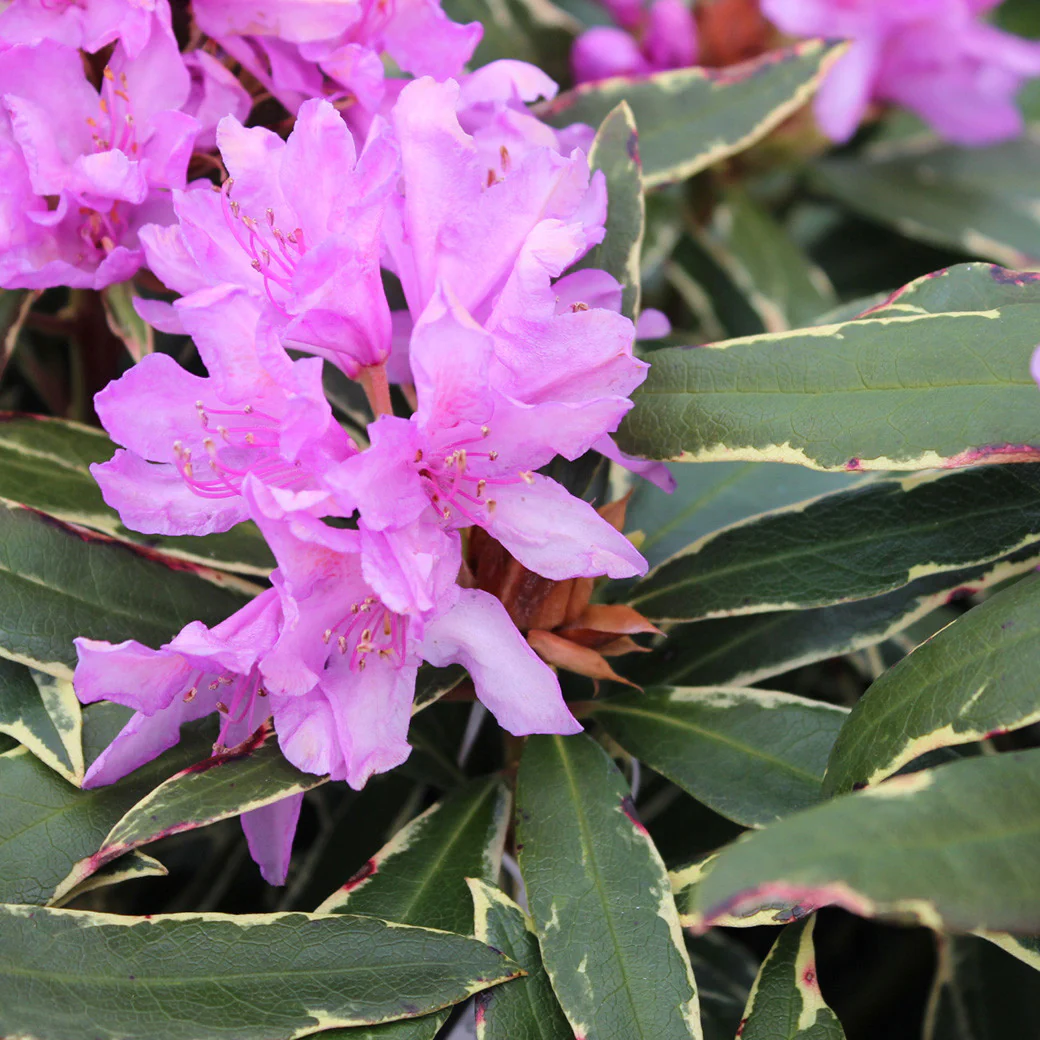 Rhododendron ponticum 'Variegatum’ (de gradina) – frunze variegate