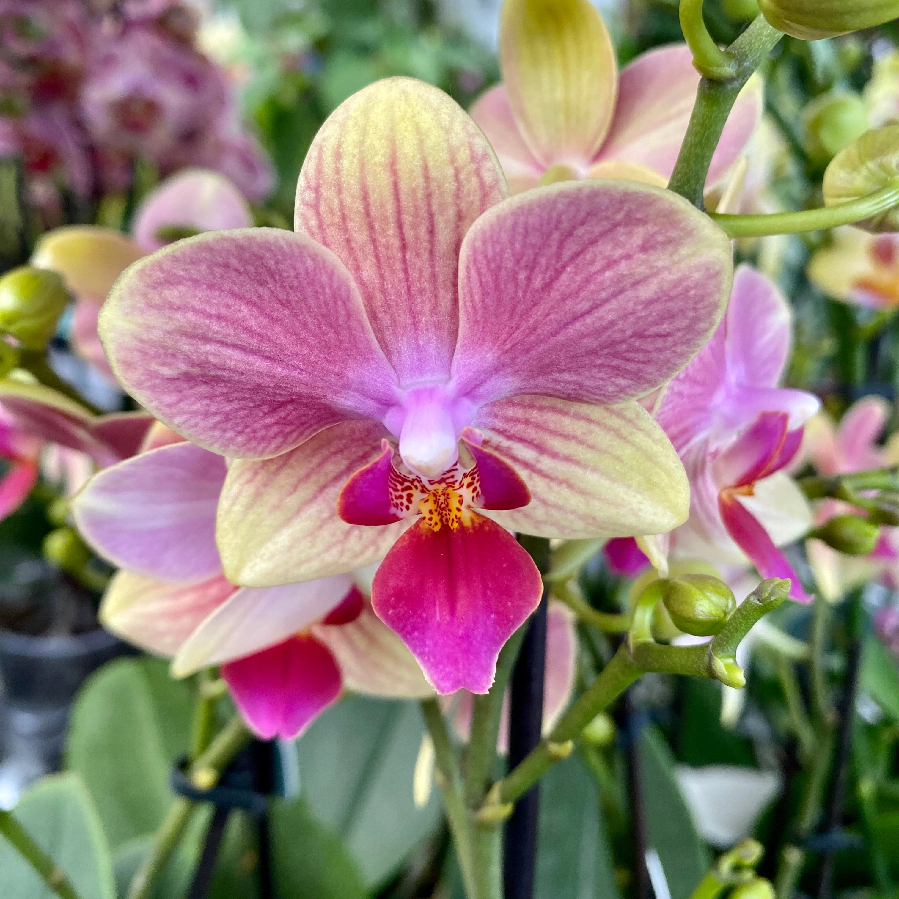 Phalaenopsis Summersong D9