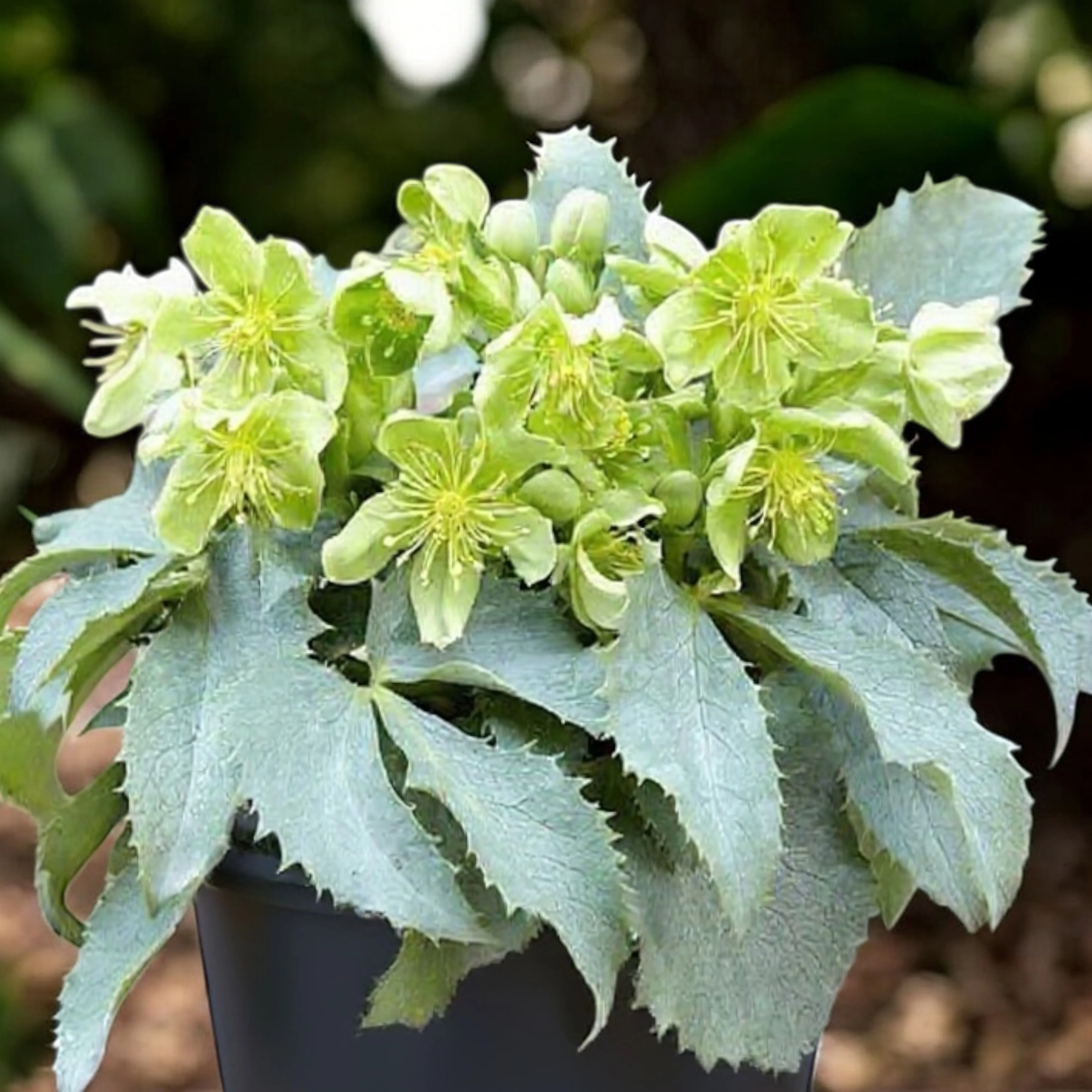 Helleborus argutifolius ‘Silver Lace’ – spanz cu frunzis argintiu si flori verzi