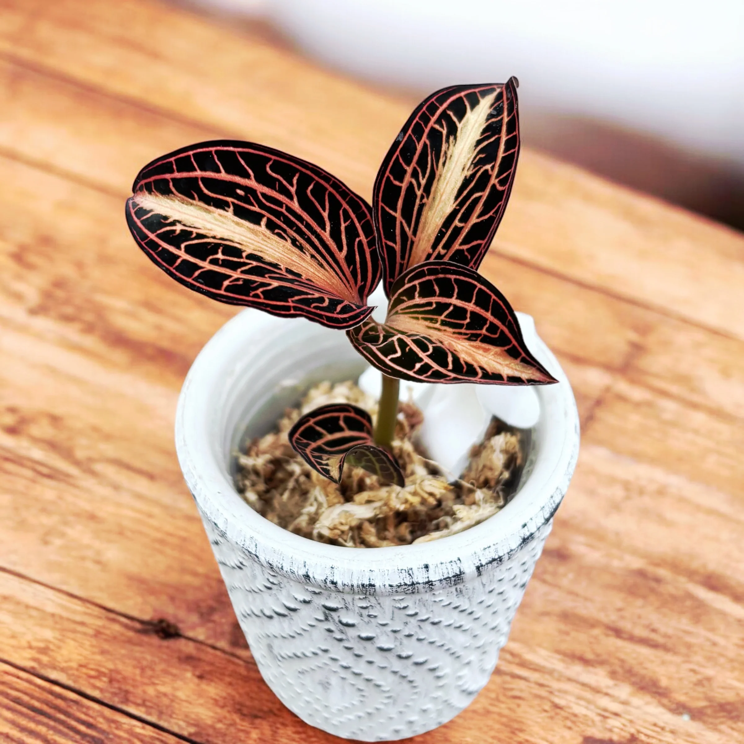 Anoectochilus albolineatus 'Variegata’ (Peloric Jewel Orchid)