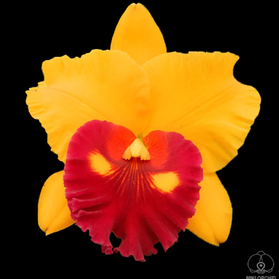Rlc. Village Chief Topaz