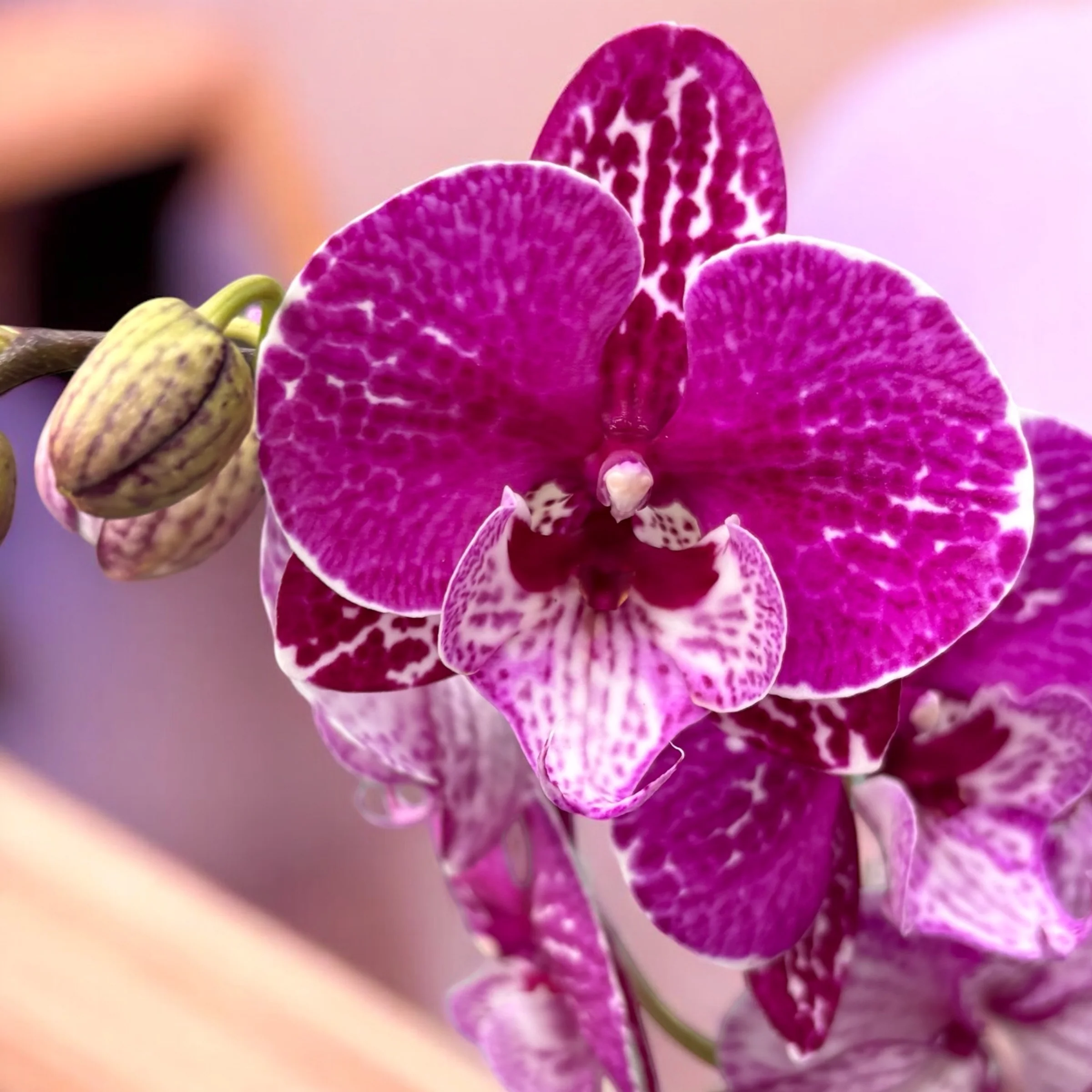 Phalaenopsis 'Limited #28′ big lip