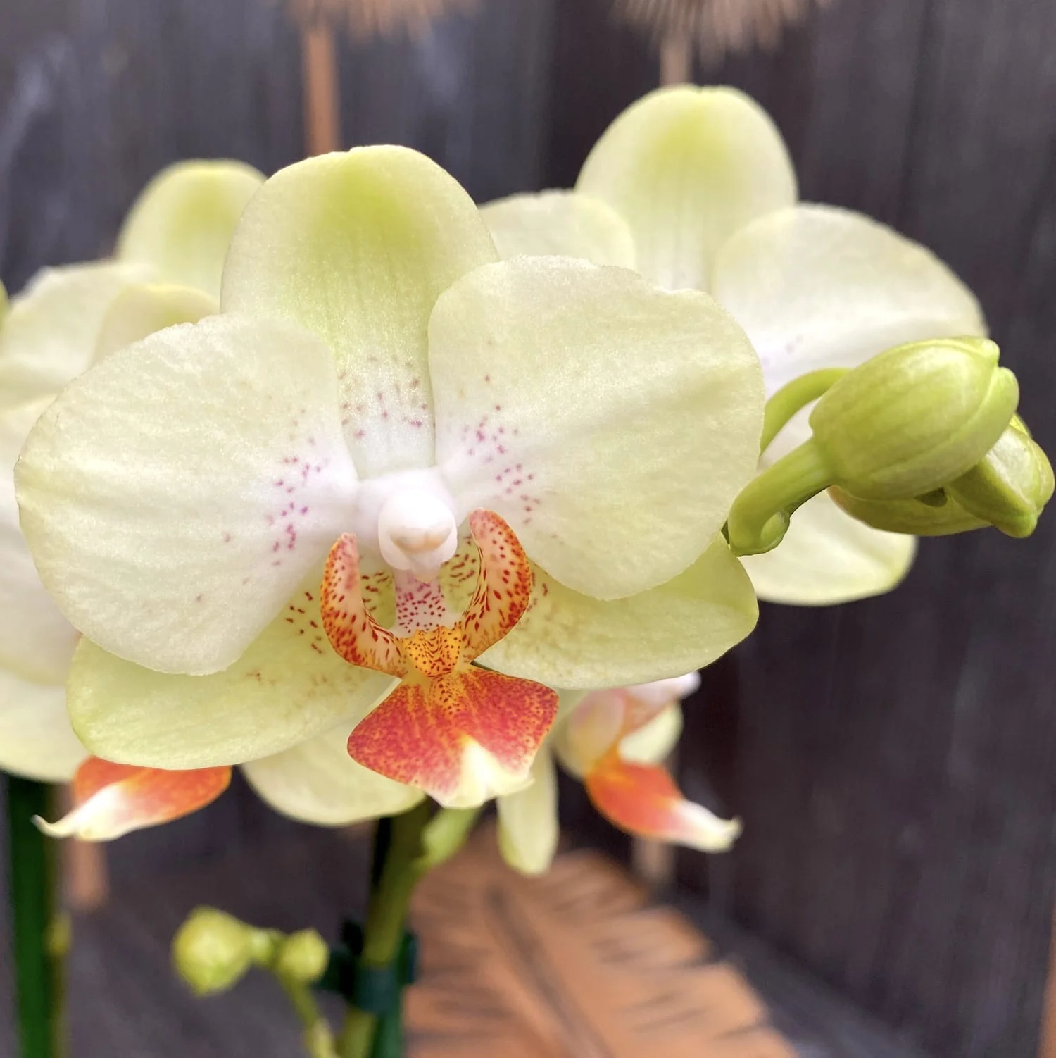 Phalaenopsis Verona