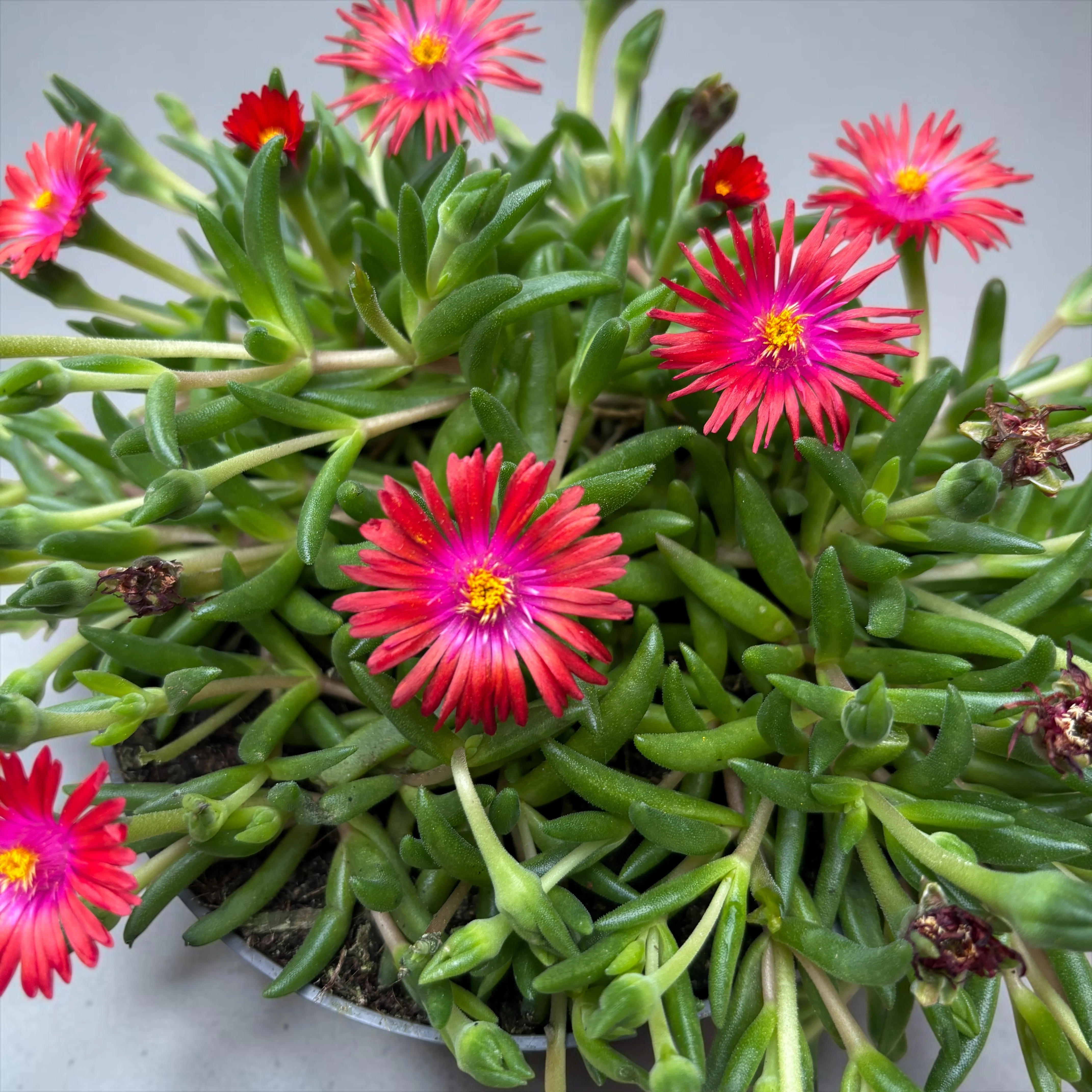 Delosperma Lido ‘Fire’ (floarea de gheata, floarea de cristal)