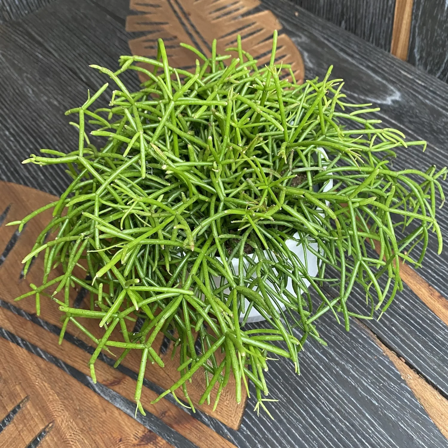 Rhipsalis baccifera 'Oasis’ (Cactus vasc)