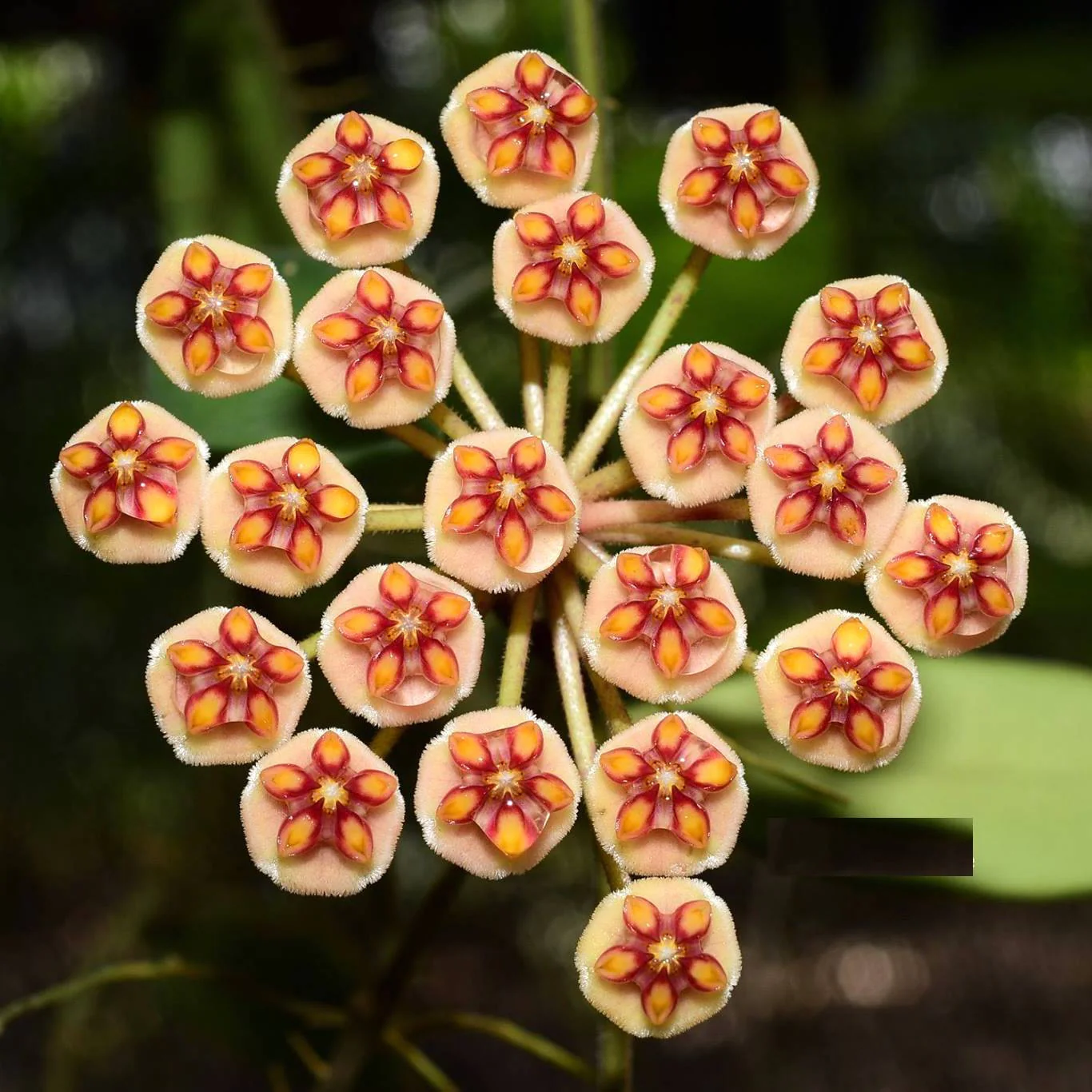 Hoya anncajanoae – flori parfumate