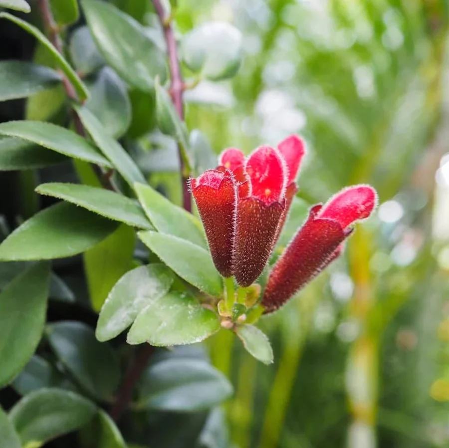 Aeschynanthus 'Caro Improved’ (Lipstick plant) 2-3 plante/ghiveci