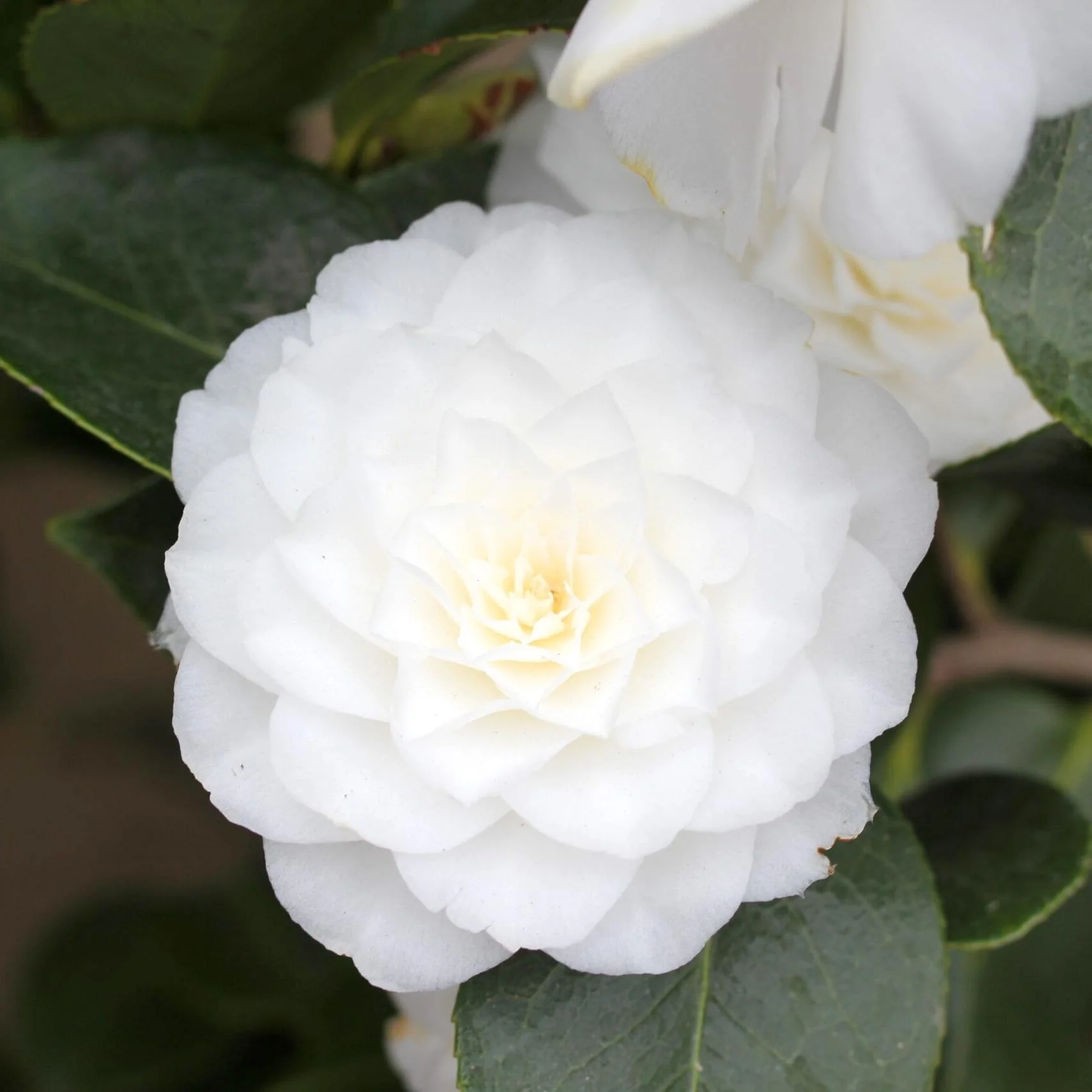 Camellia japonica 'Blanca Doble’ * floarea dubla alba (rezistenta la inghet)