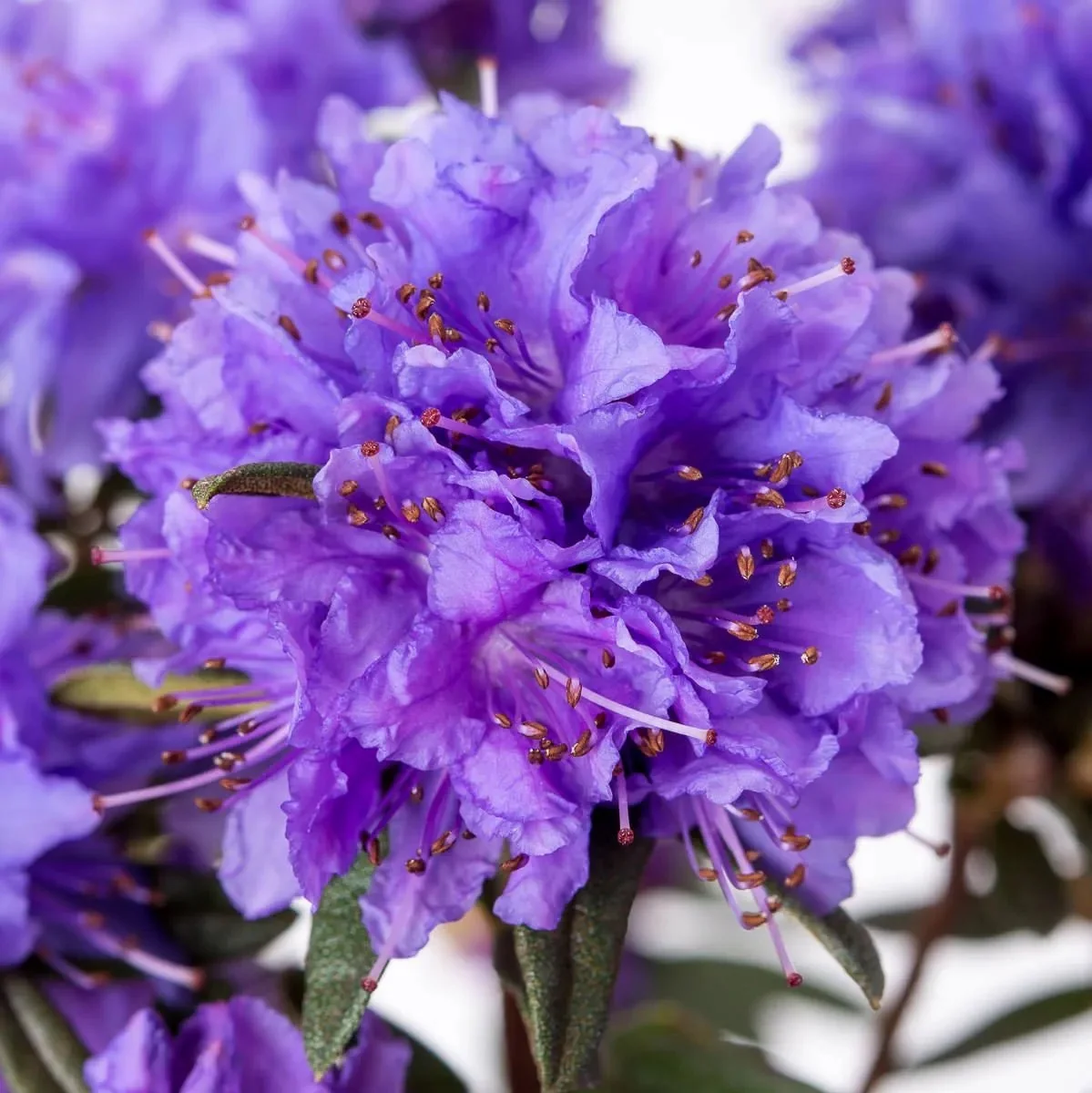 Rhododendron impeditum 'Maggie’ – azalee de gradina cu flori mov